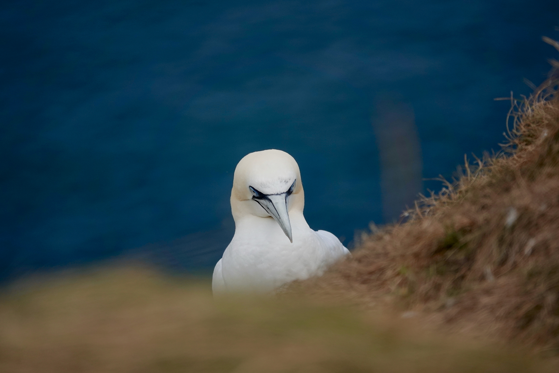 Northern gannet on clifftop at Bempton
