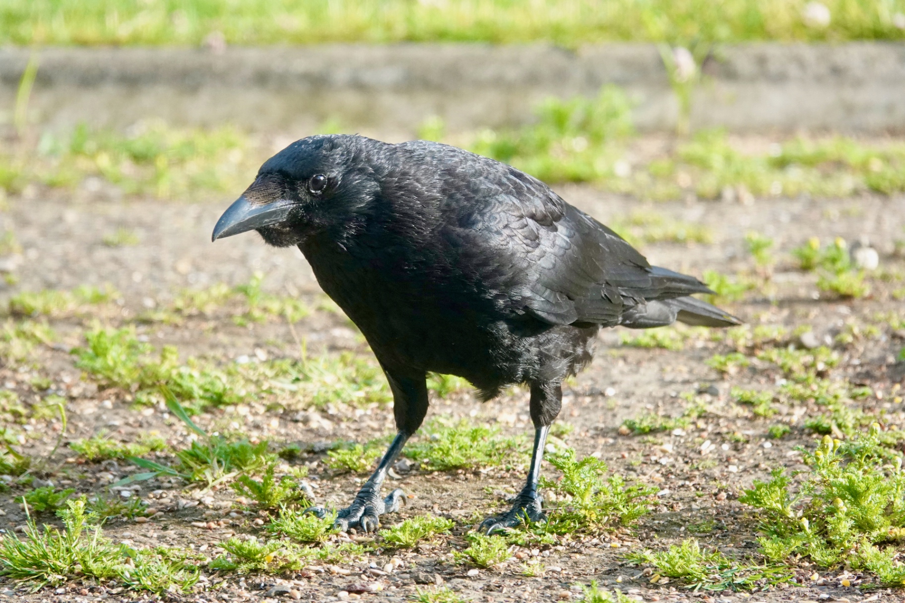 An adult Carrion Crow