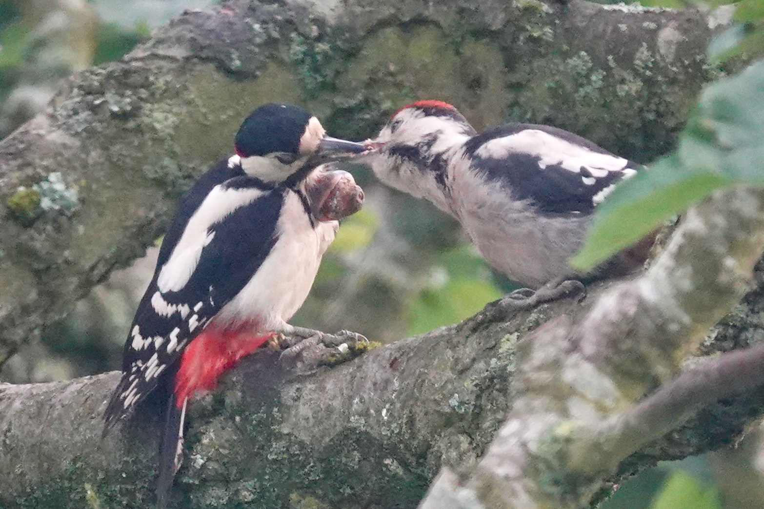 Male Great Spotted Woodpecker with lesion touching bills with a fledgeling