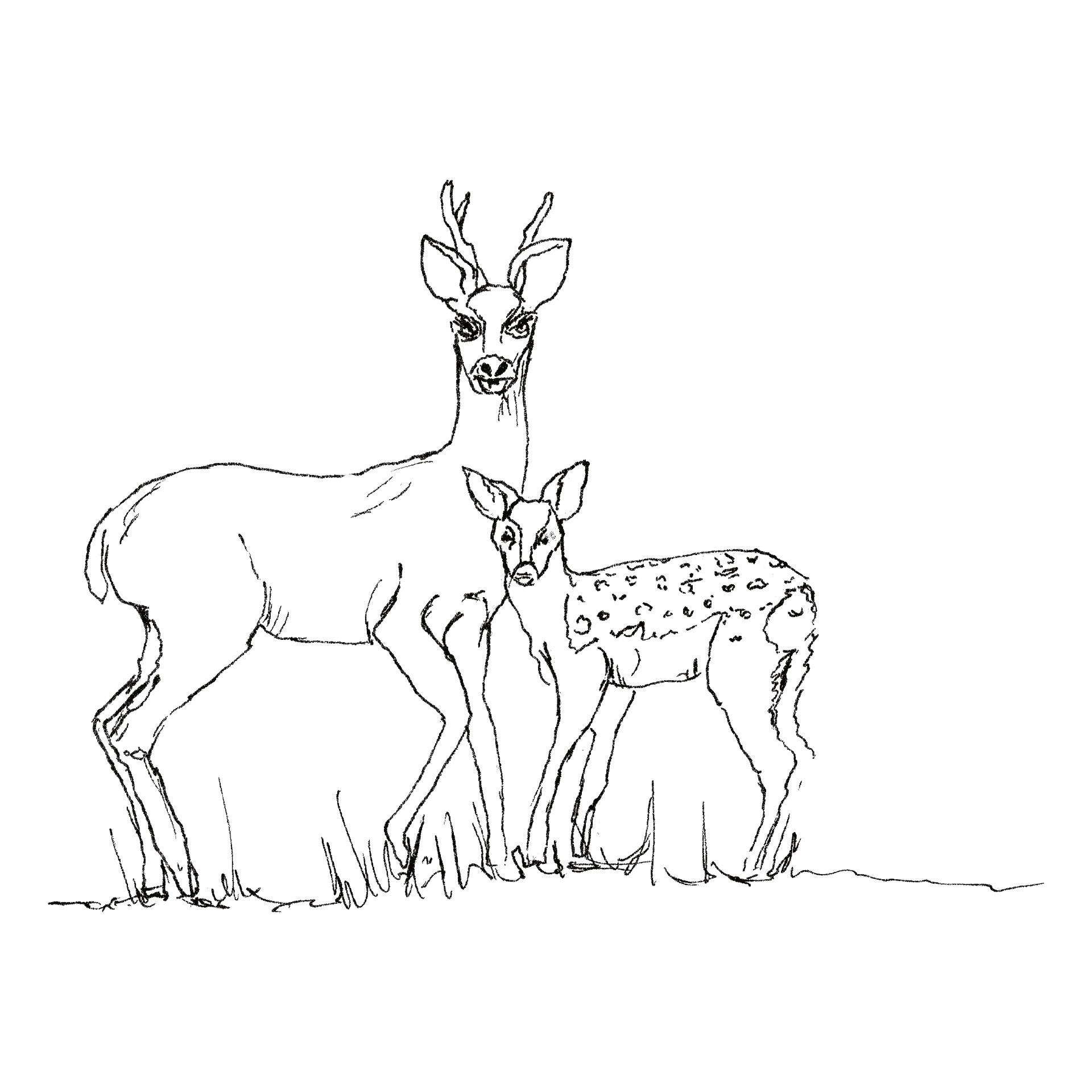 Roe Deer and Fawn line drawing