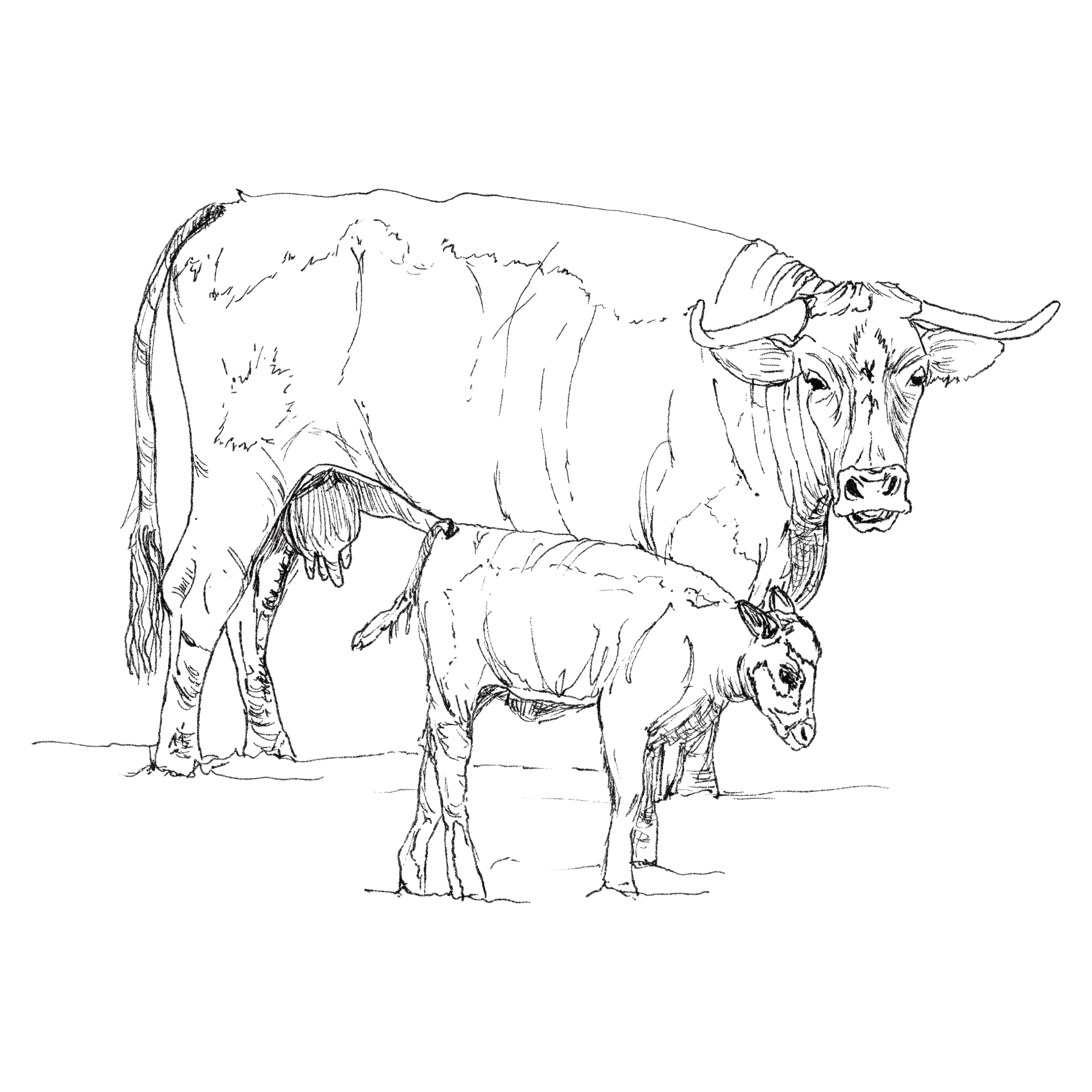 English Longhorn Cow and Calf line drawing