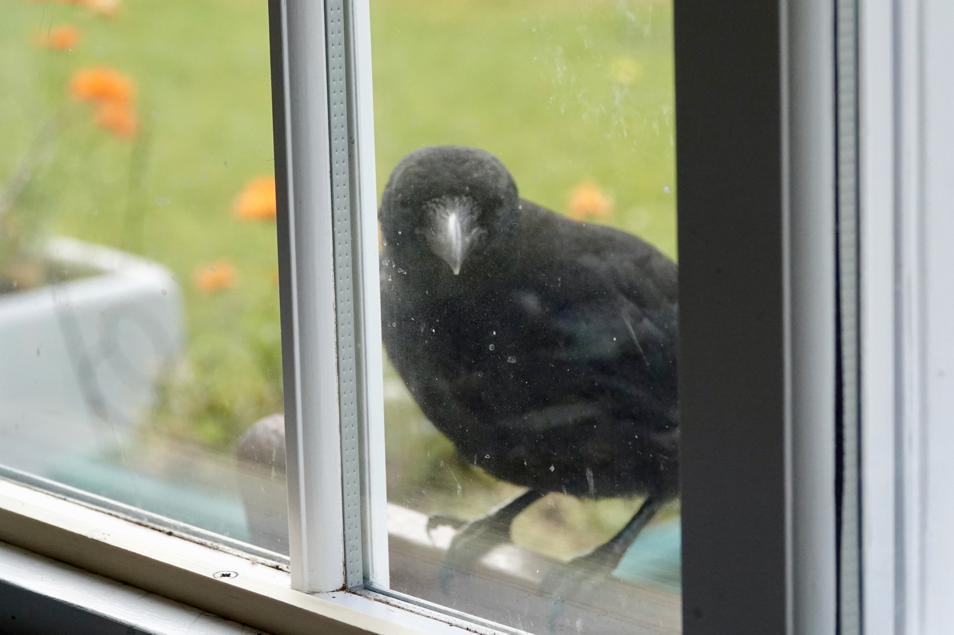 Juvenile crow at a window