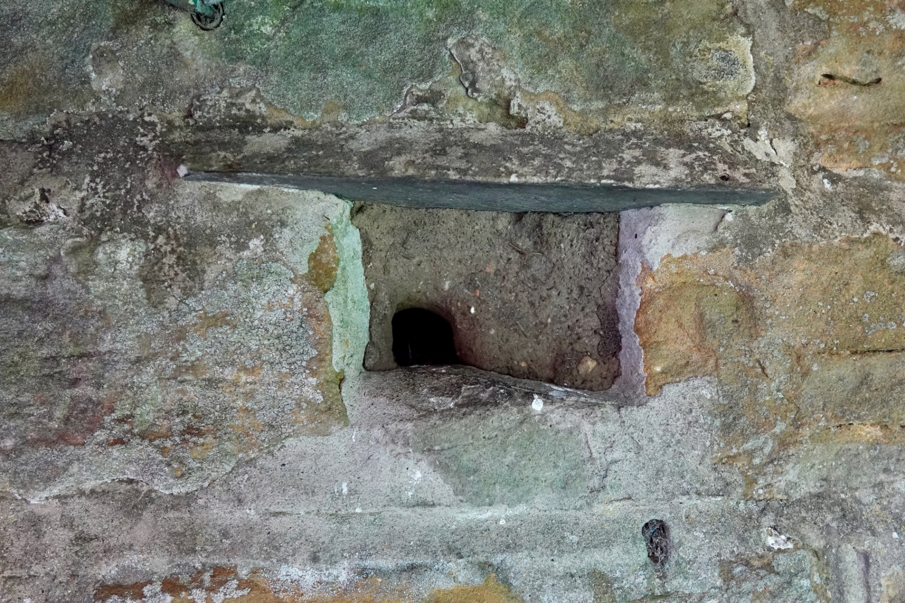 Nuthatch nest hole in an old stone wall