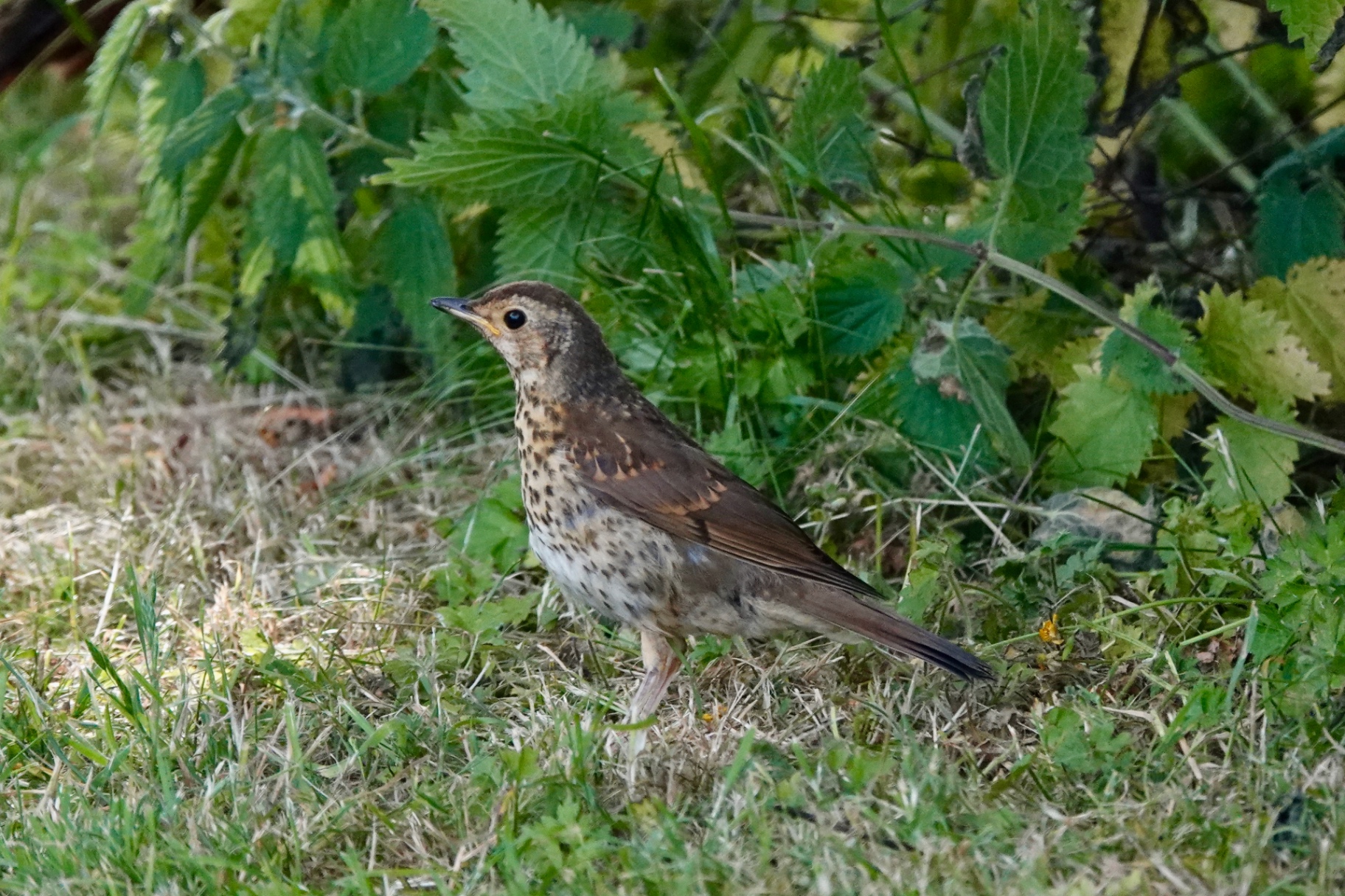 A juvenile Song Thrush standing on grass beside nettles