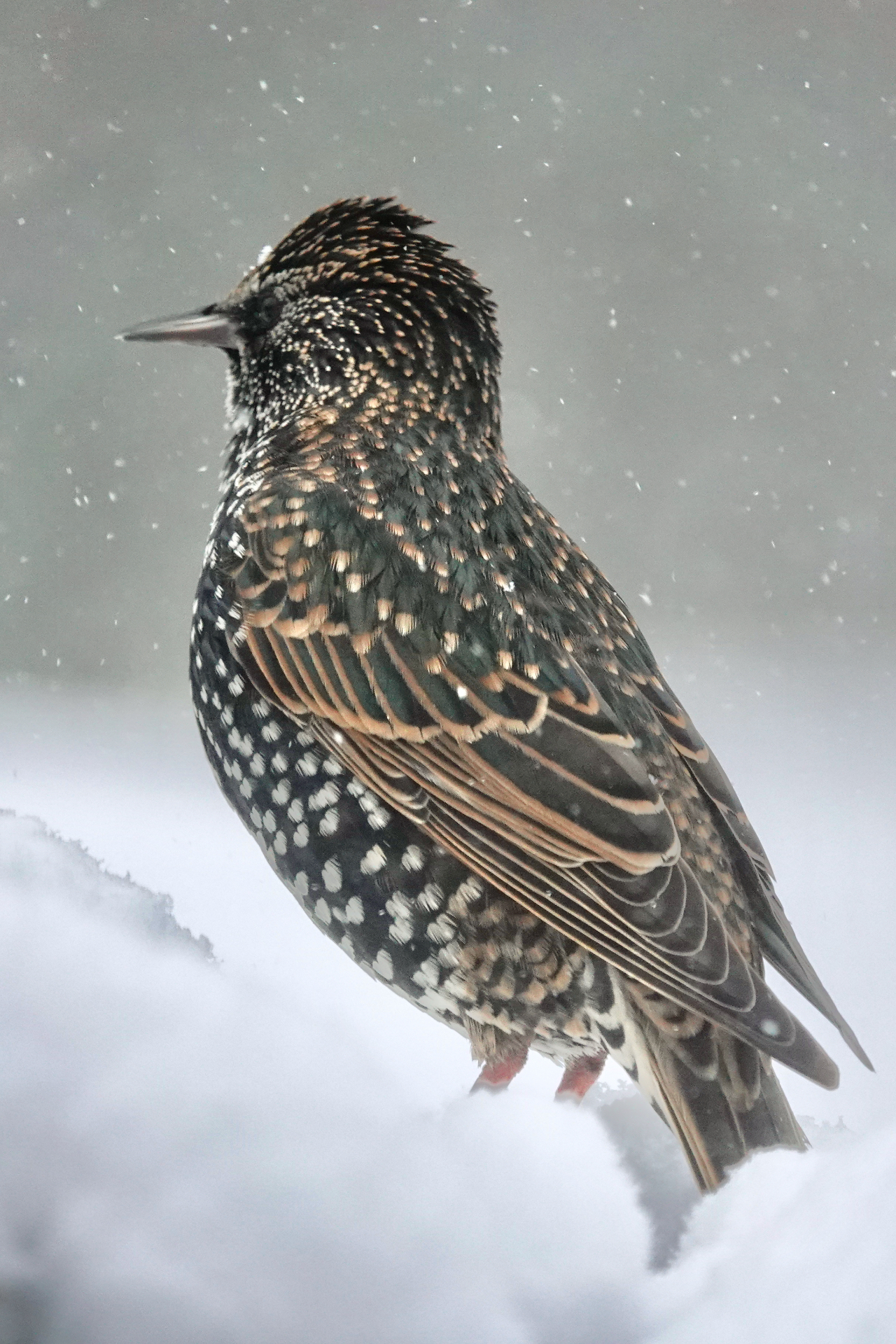 A Starling perched in falling snow, showing pale spots across its dark plumage