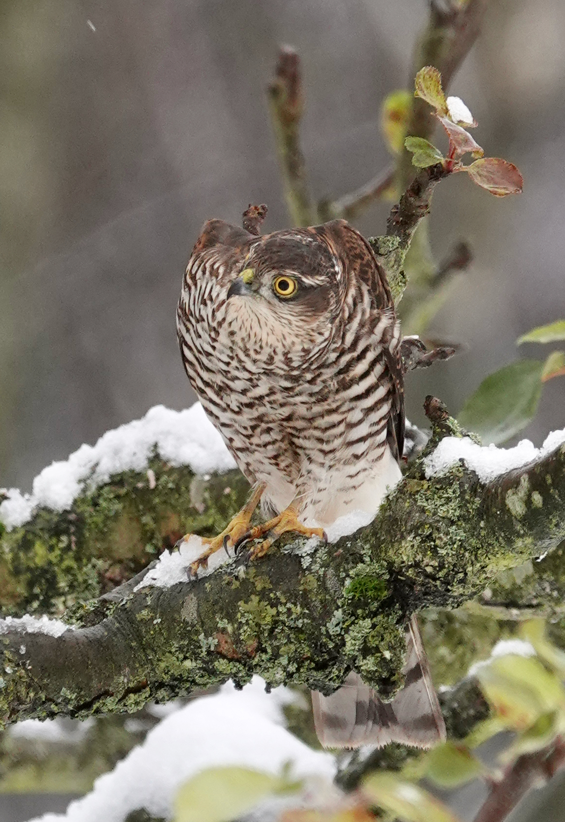 A female Sparrowhawk perched on a snowy lichen-covered branch, glaring sideways with a piercing yellow eye
