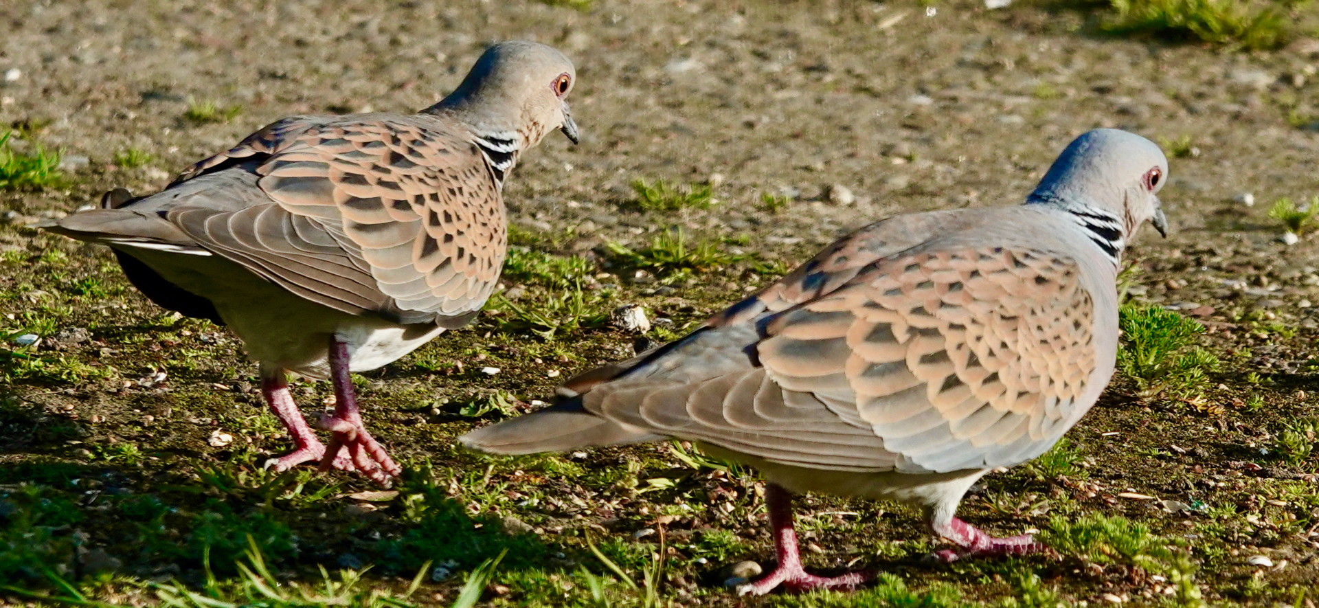 A pair of adult Turtle Doves feeding together on bare ground