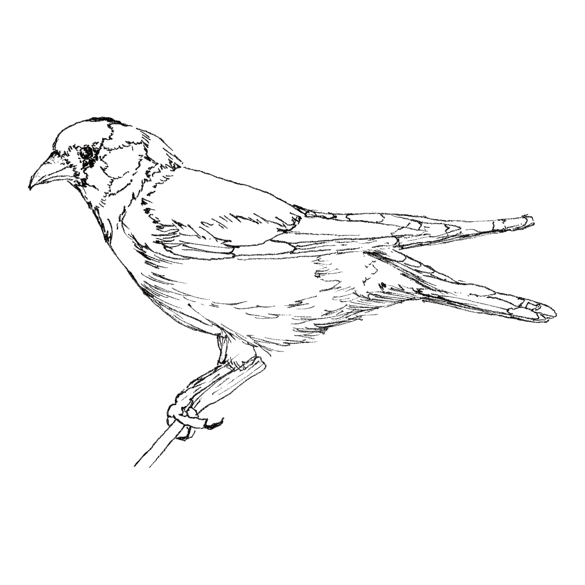 Goldfinch line drawing
