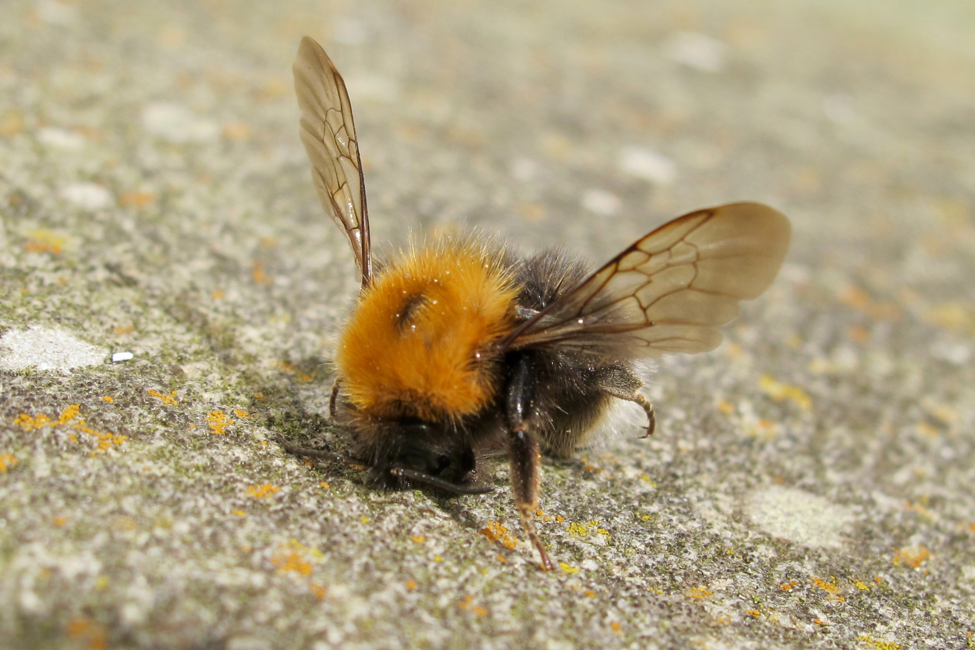 A tree bumblebee with a ginger thorax, black abdomen and white tail resting on lichen-covered stone