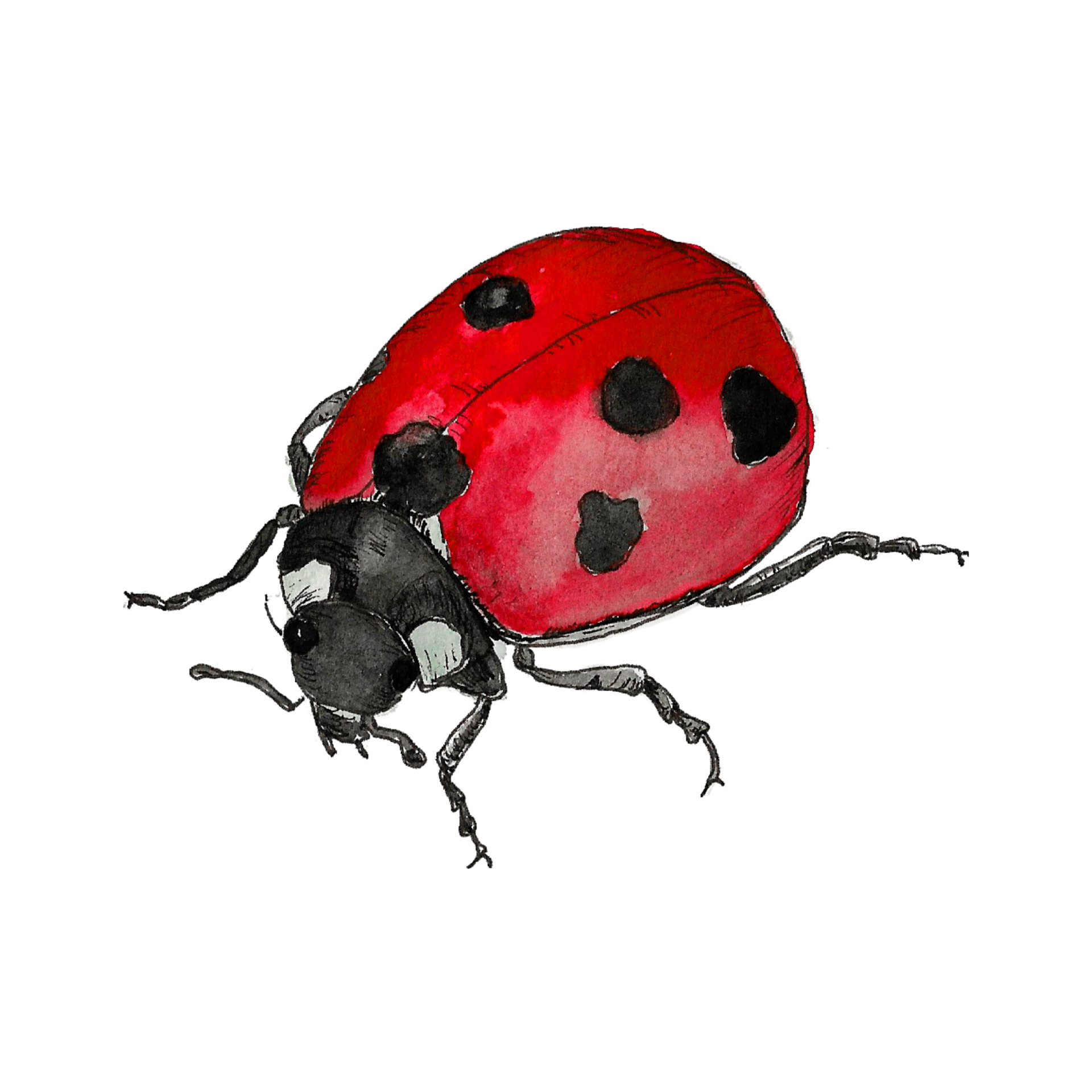 Watercolour illustration of a ladybird