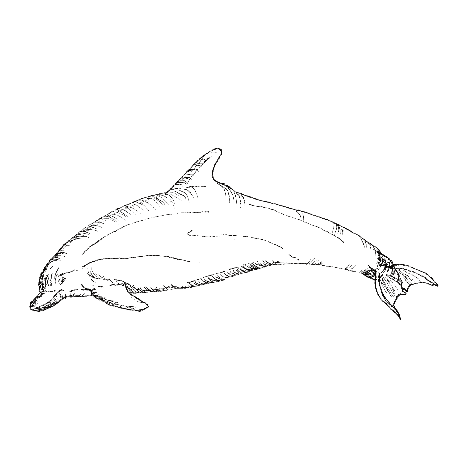 Bottlenose Dolphin line drawing