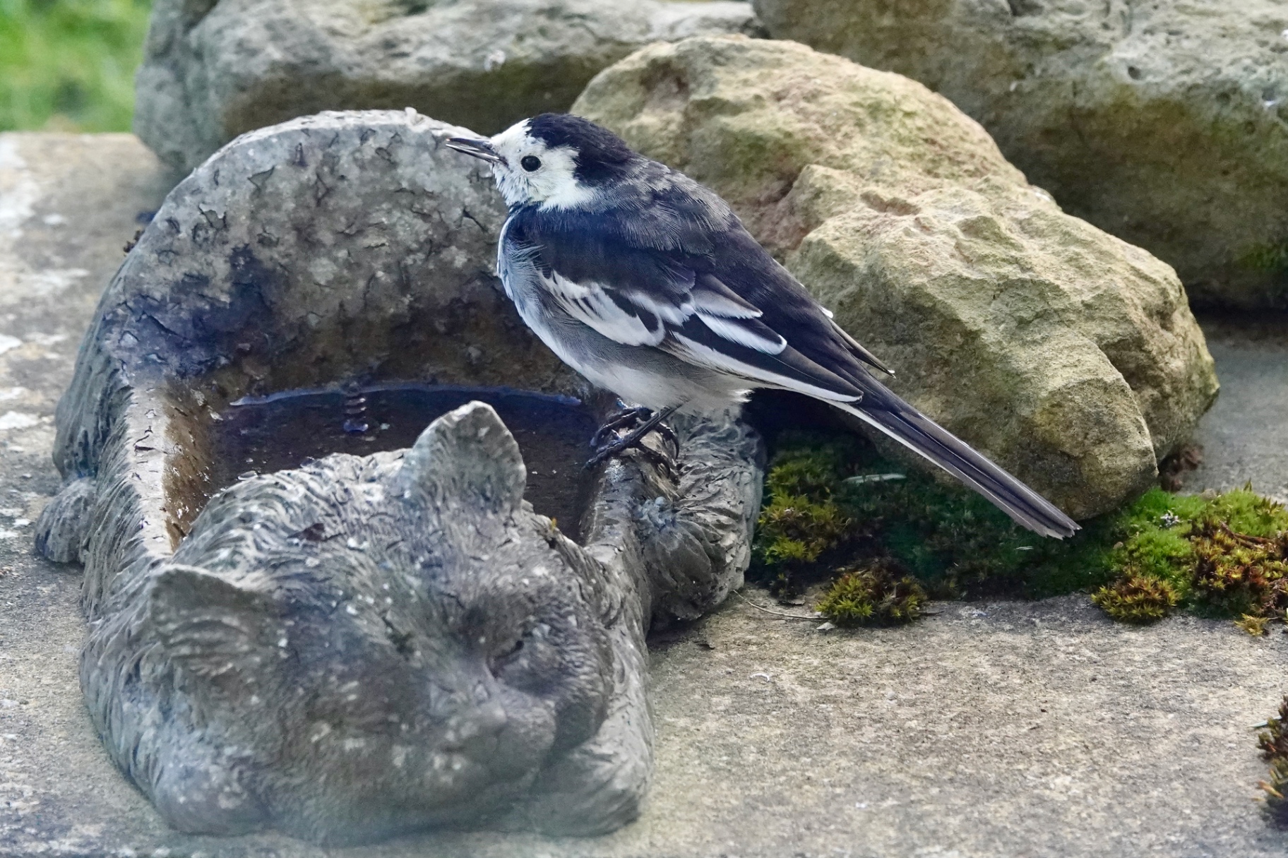 A Pied Wagtail perched on a stone bird bath beside a cat ornament