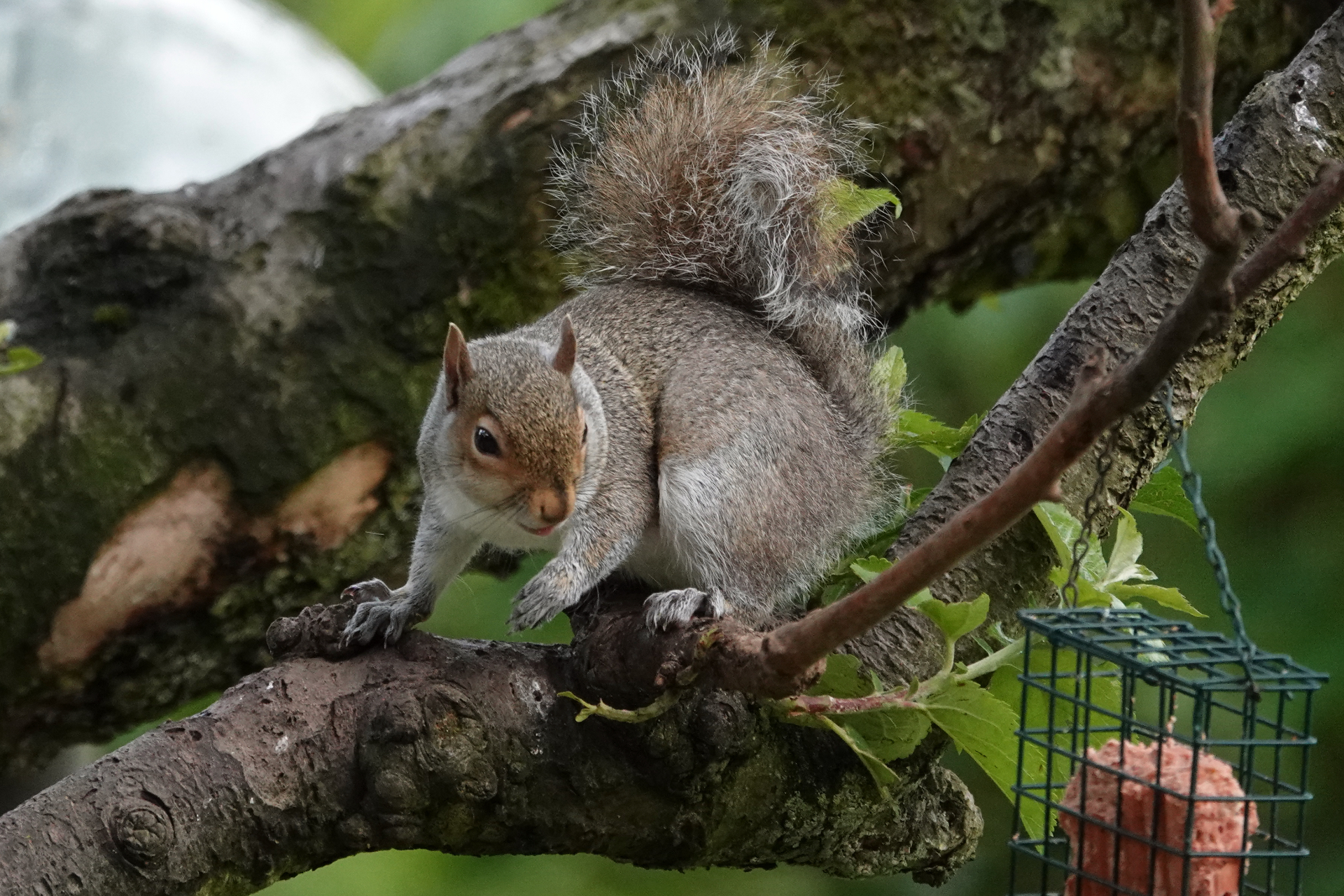 A Grey Squirrel crouched on an apple tree branch beside a suet feeder