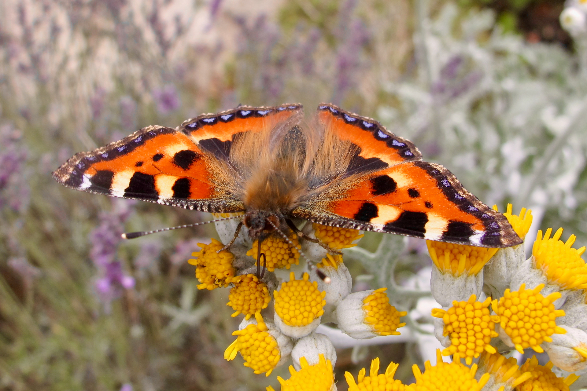 A Small Tortoiseshell butterfly with orange and black wings feeding on yellow silver ragwort flowers