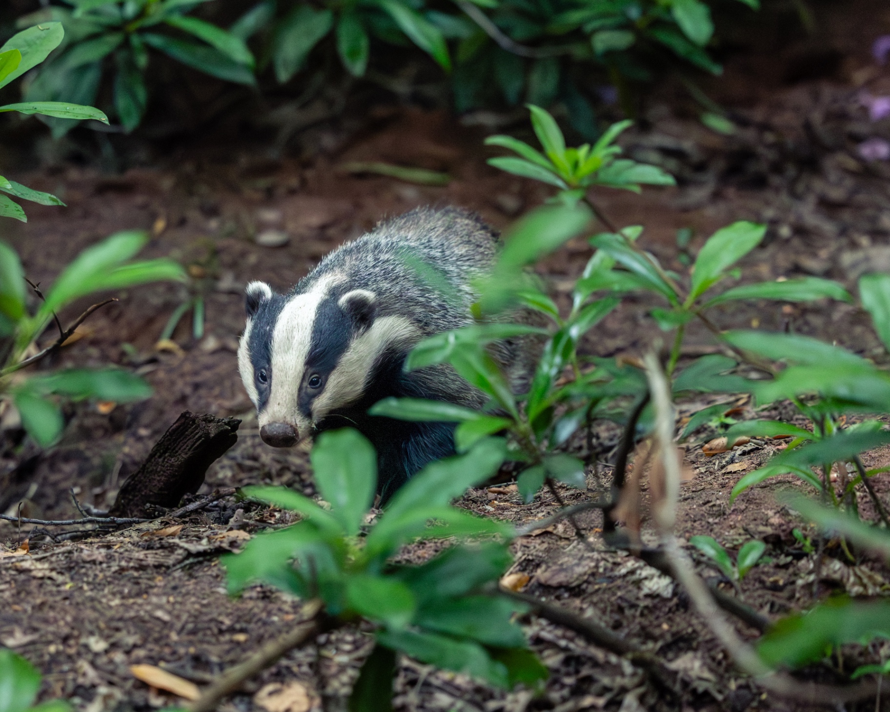 A Badger emerging from beneath rhododendron leaves with dark eyes catching the light