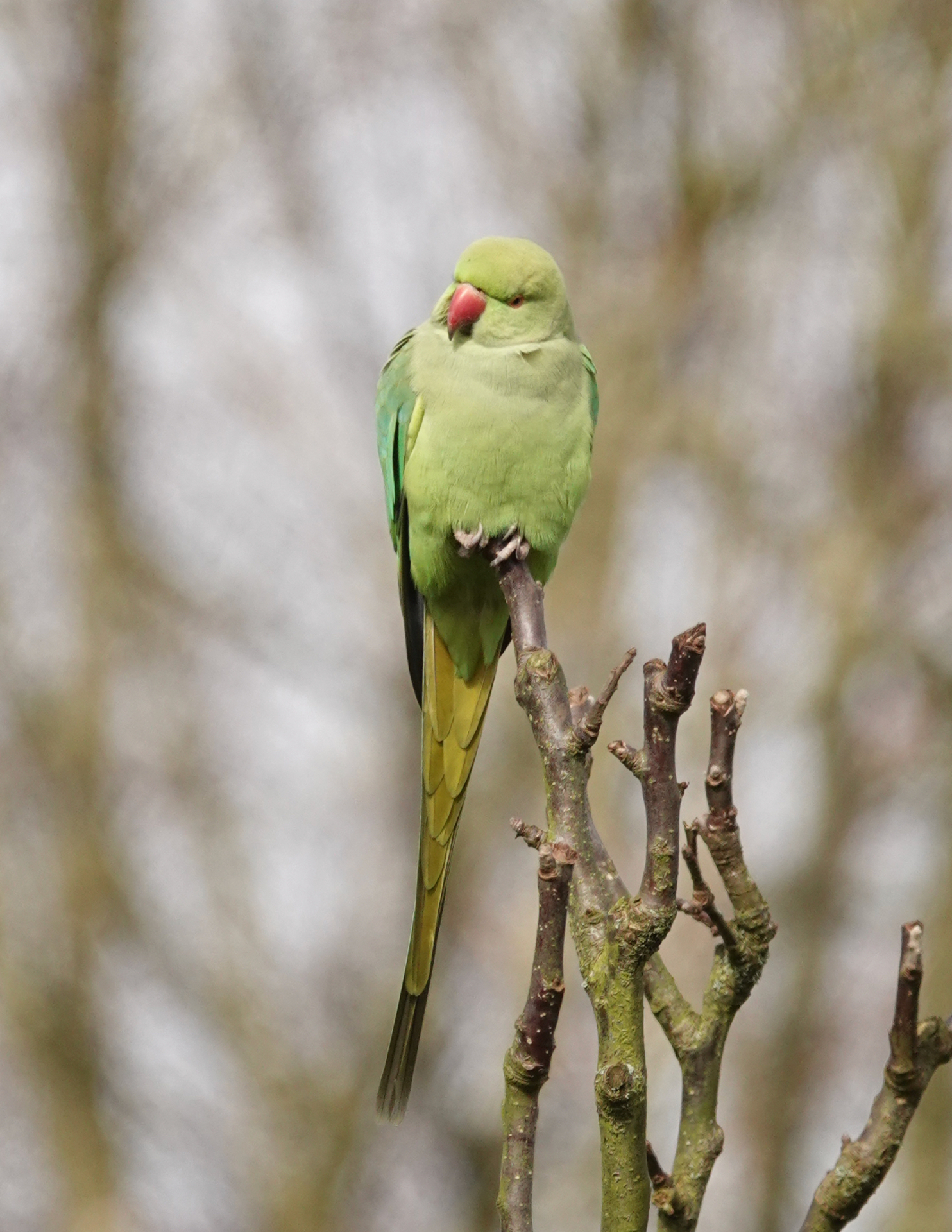A bright green Ring-necked Parakeet perched on a bare branch