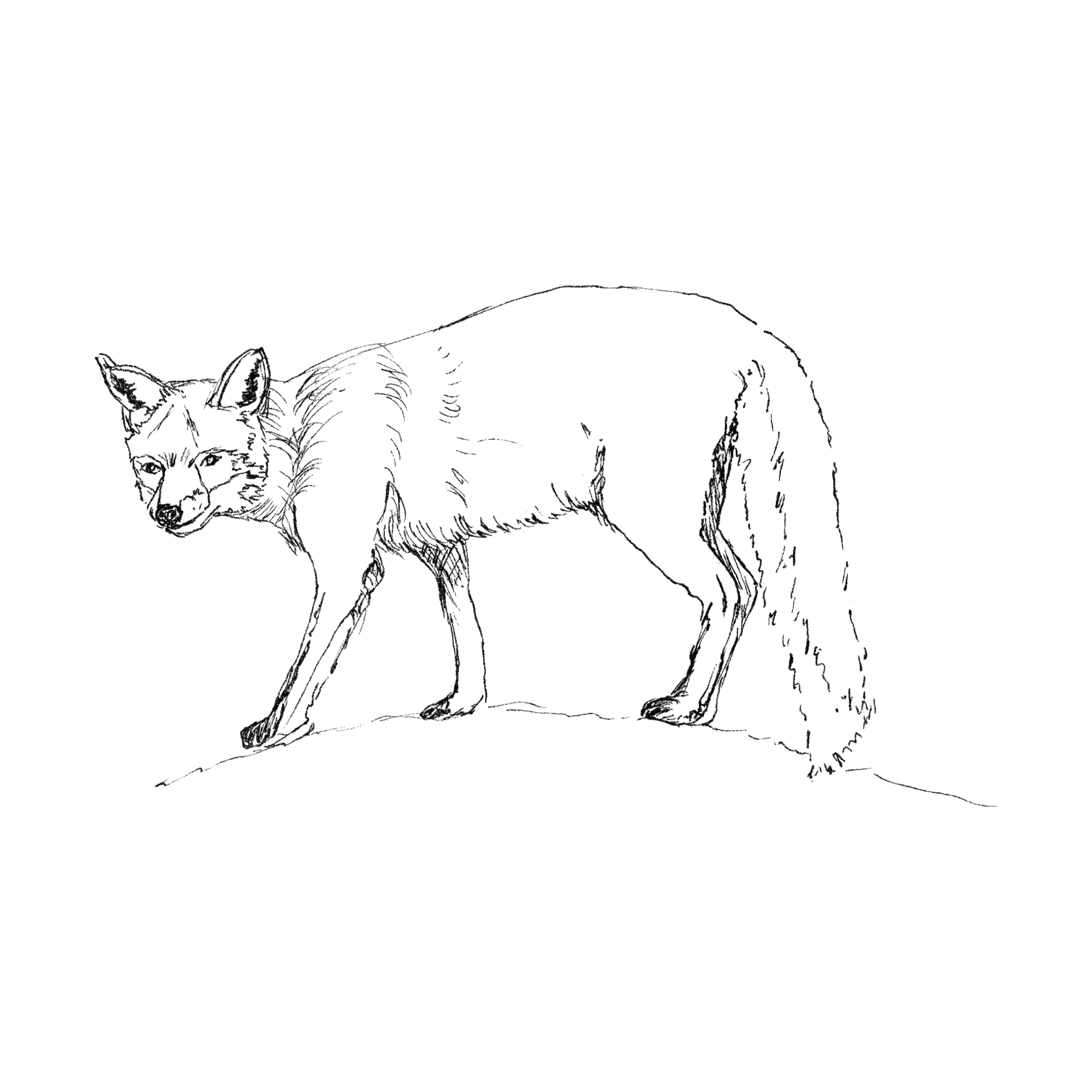 Red Fox line drawing