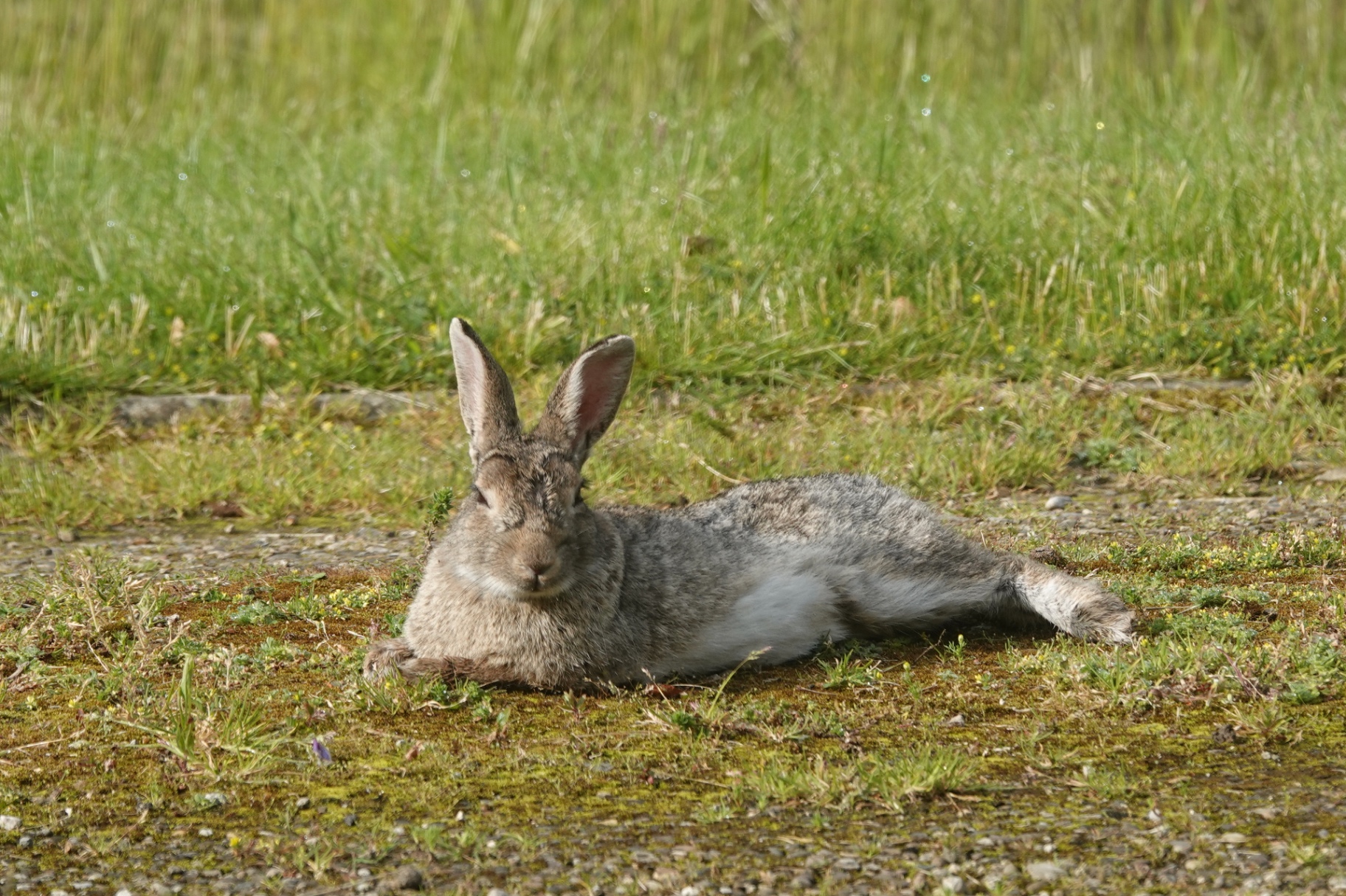 A wild rabbit lying stretched out on a patch of moss in warm sunshine with eyes half closed