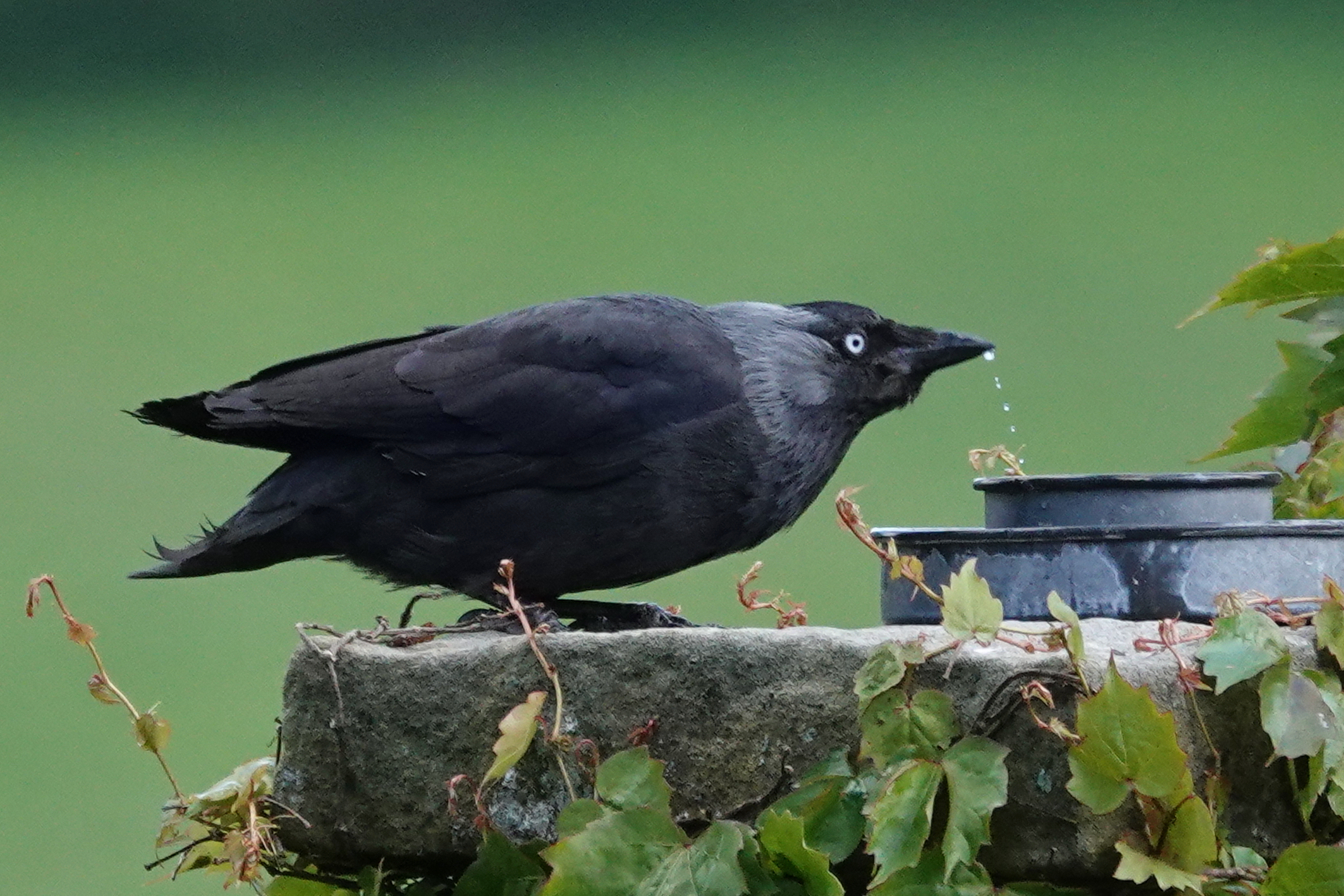 Jackdaw drinking from a stone water bowl