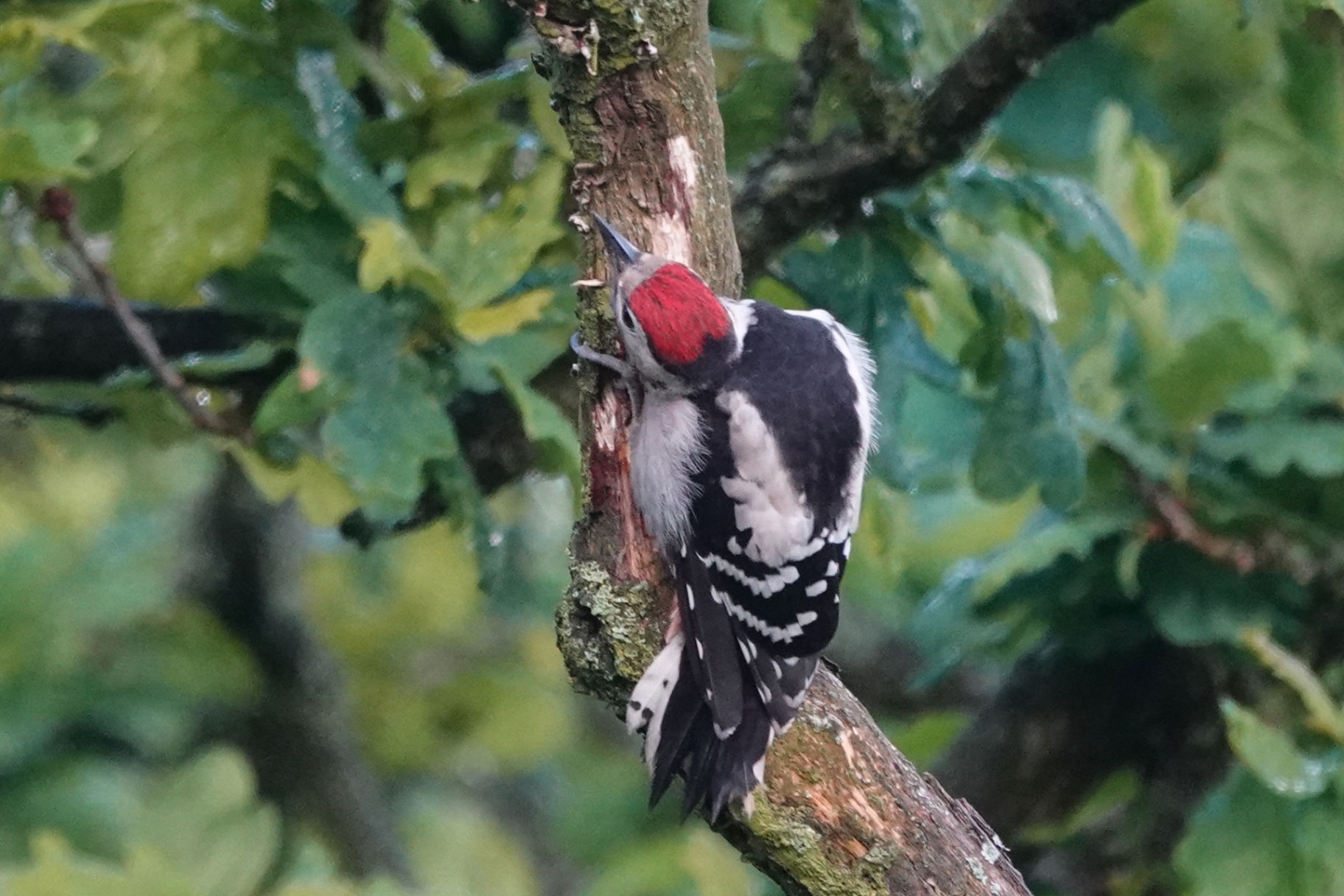 Newly fledged juvenile Great Spotted Woodpecker on an oak branch