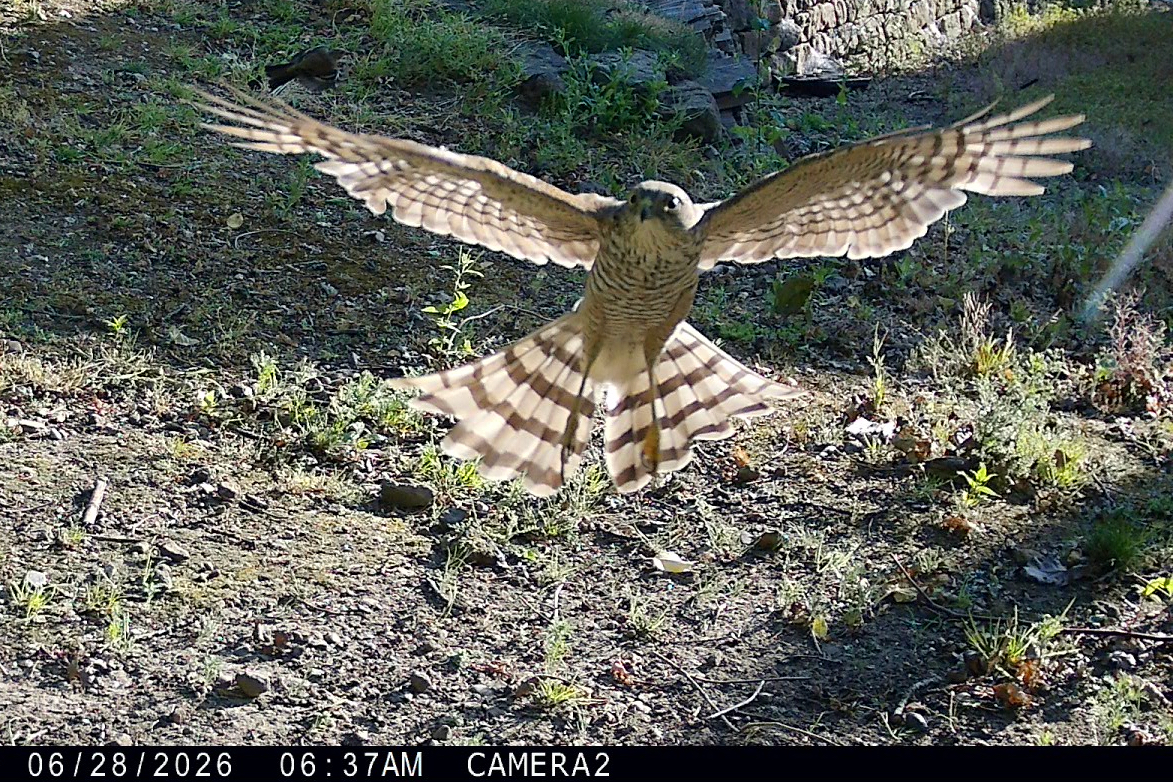 A sparrowhawk caught in mid-flight by a wildlife camera trap at 6:37am - the kind of moment a person would never be there to photograph.
