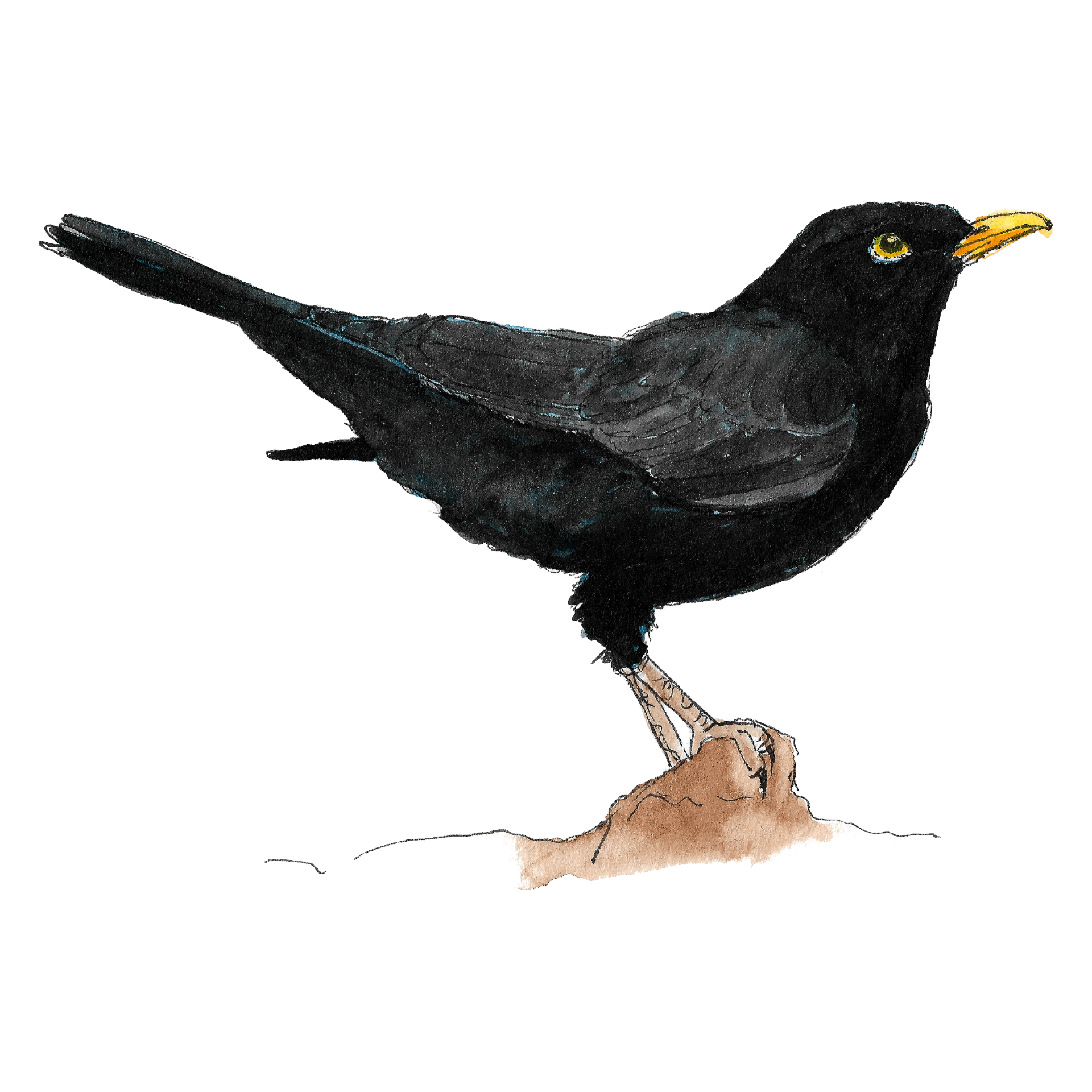 Watercolour illustration of a blackbird