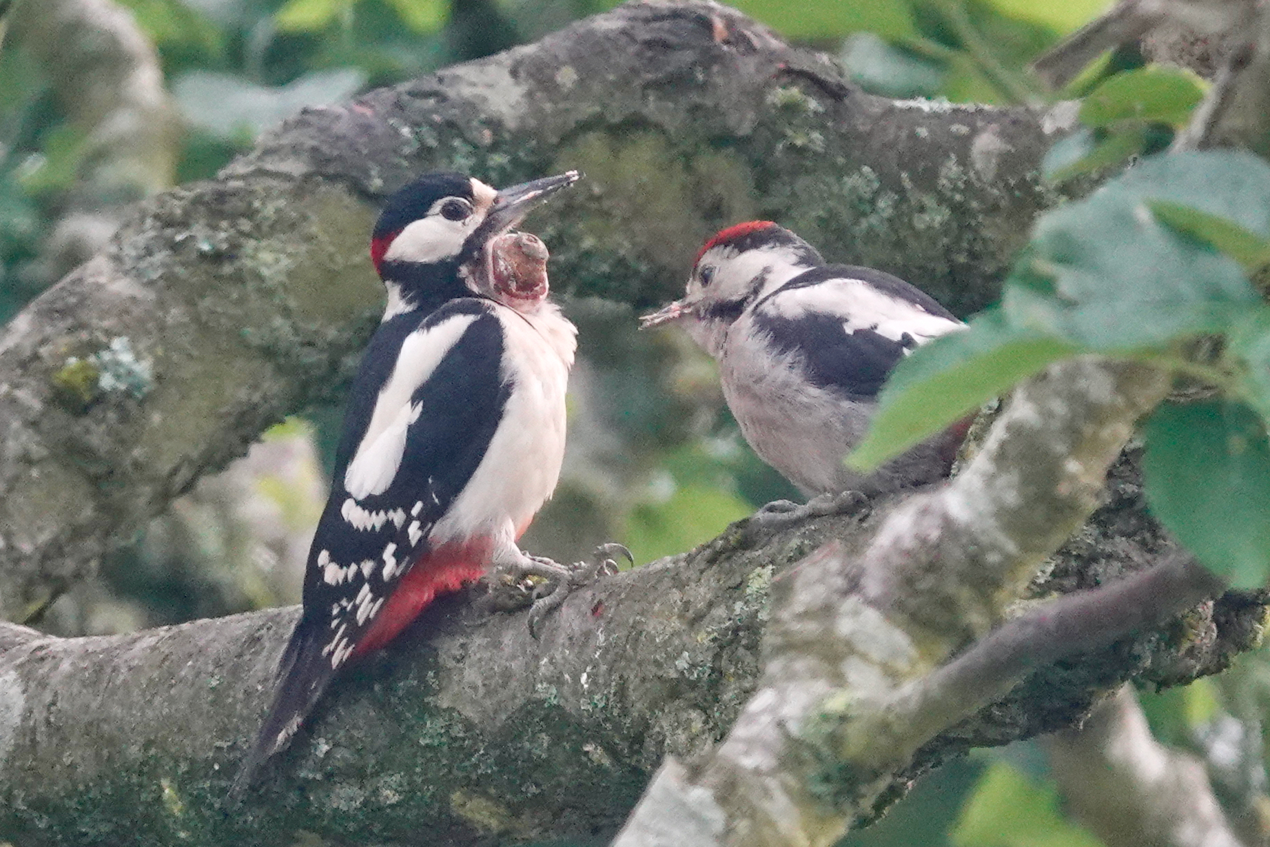 Male Great Spotted Woodpecker with a large avian pox lesion beside the beak while feeding a fledgeling