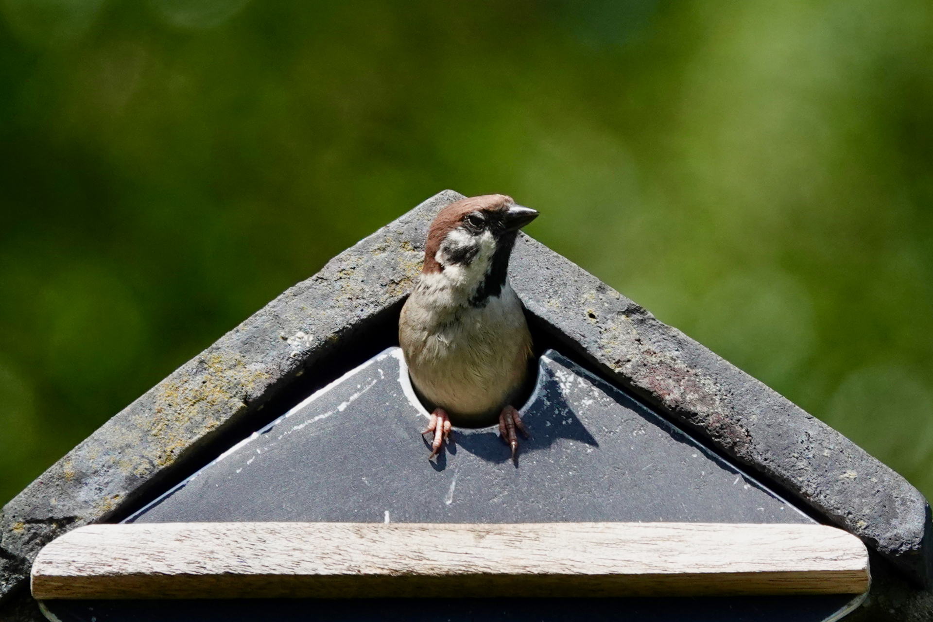 A Tree Sparrow looking out from the apex of a stone-roofed nest box