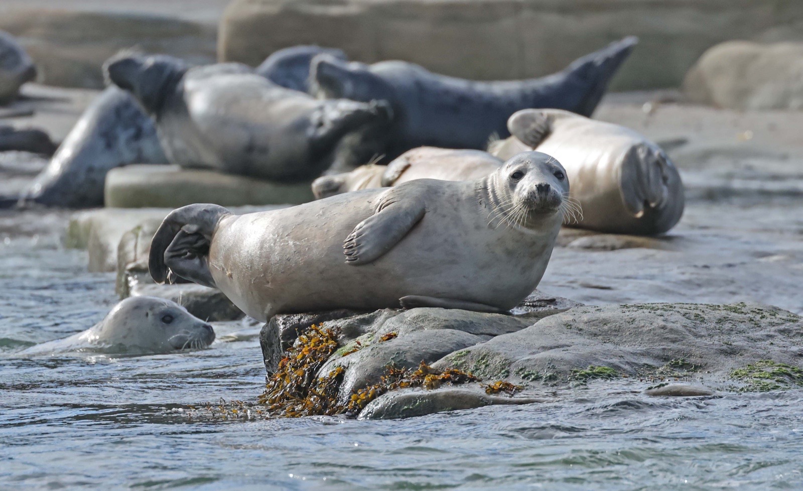 A group of Grey Seals hauled out on rocks with one curious seal looking directly at the camera