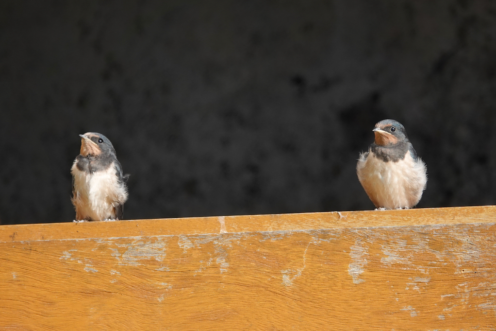 Two young Swallow fledgelings perched together