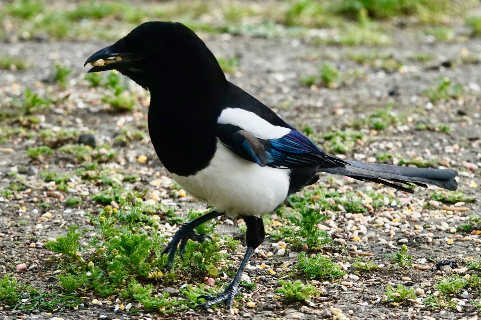 Magpie walking on gravel carrying food in its beak