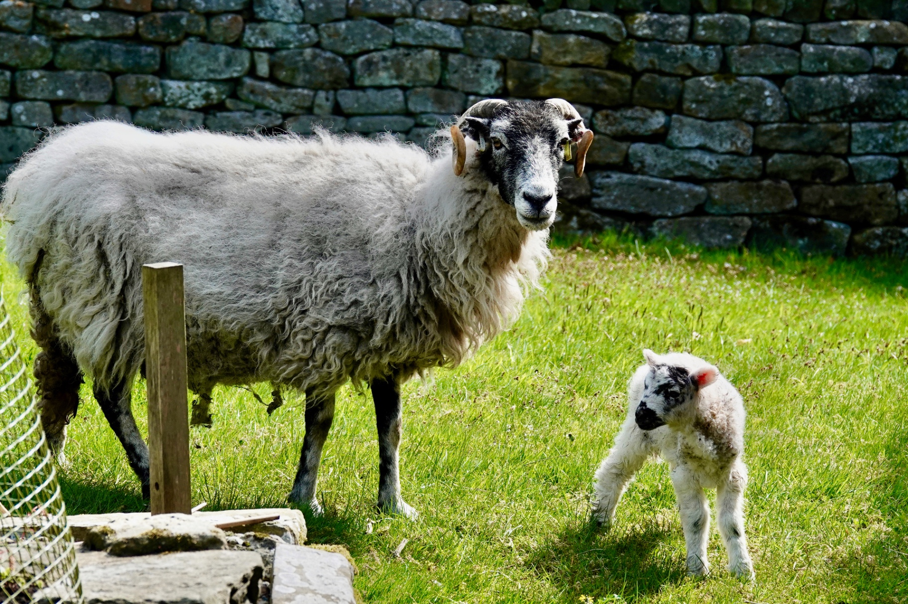 A Swaledale ewe standing beside her newborn lamb in front of a drystone wall