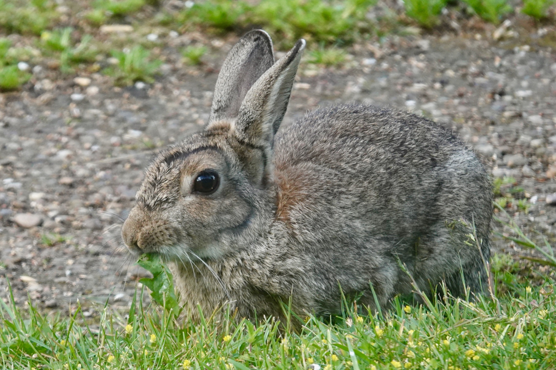 A wild rabbit sitting in short grass chewing on a dandelion leaf