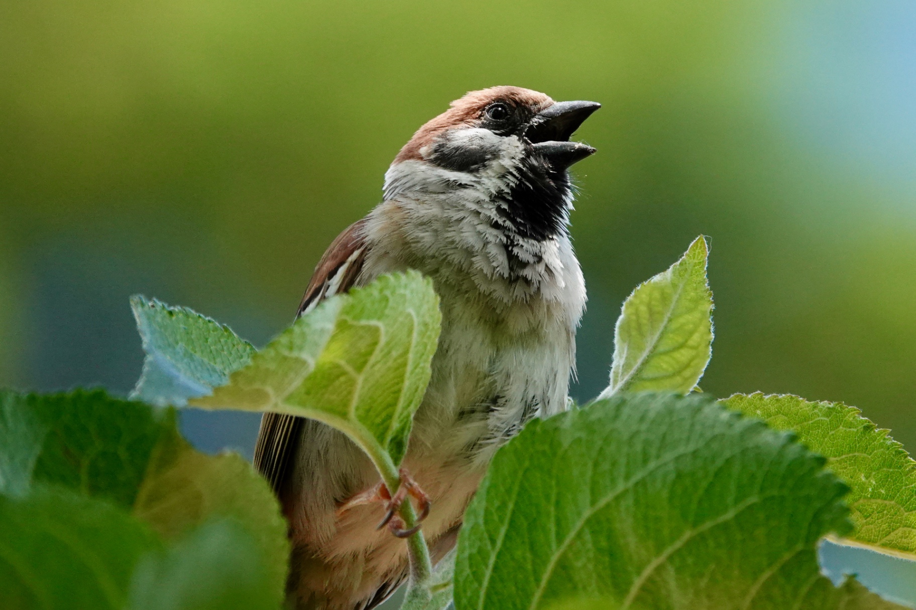 Tree Sparrow calling from an apple tree