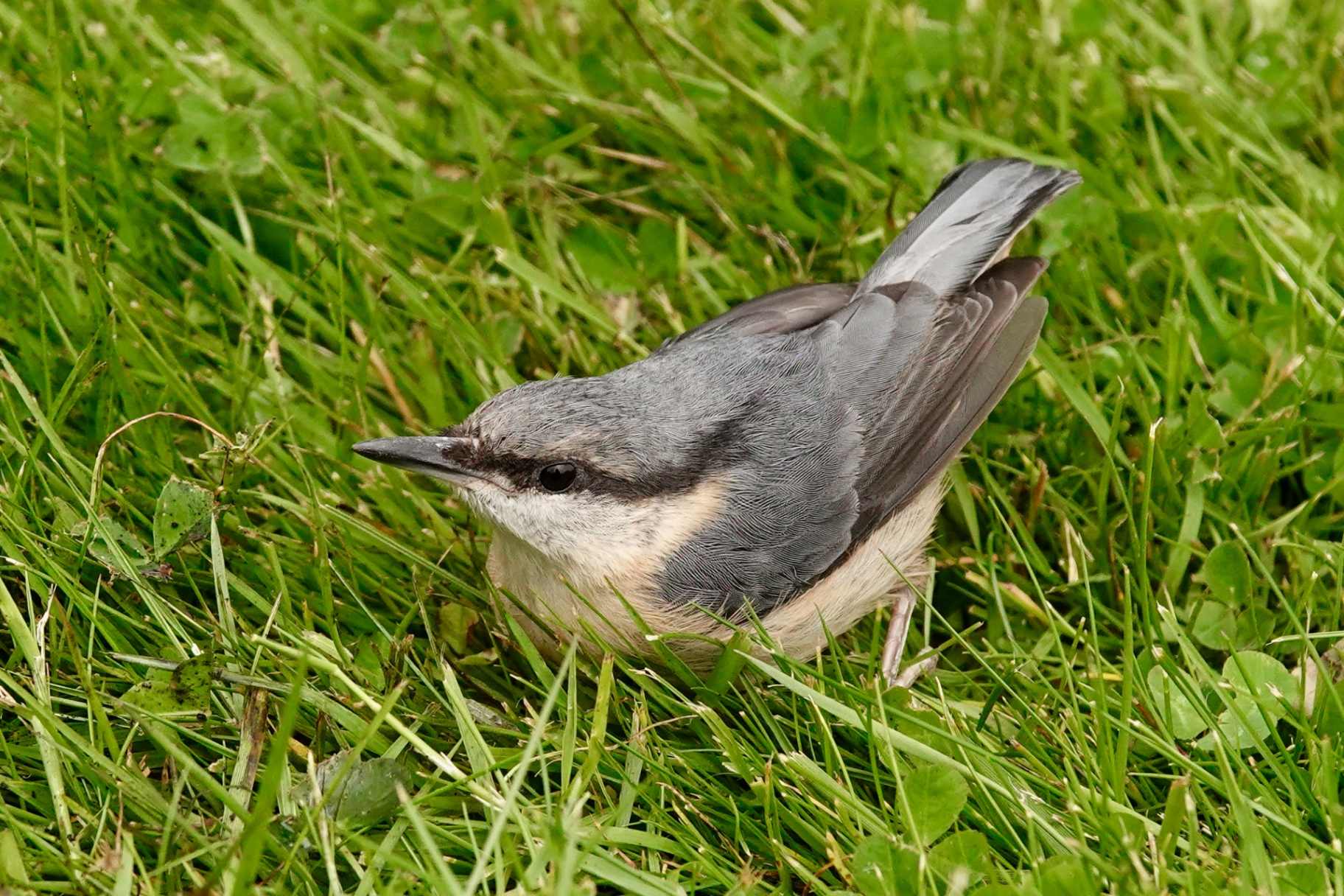 Young Nuthatch standing on grass