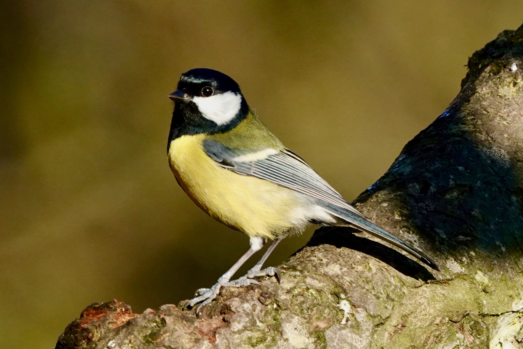 A Great Tit perched in warm sunlight on a rough branch