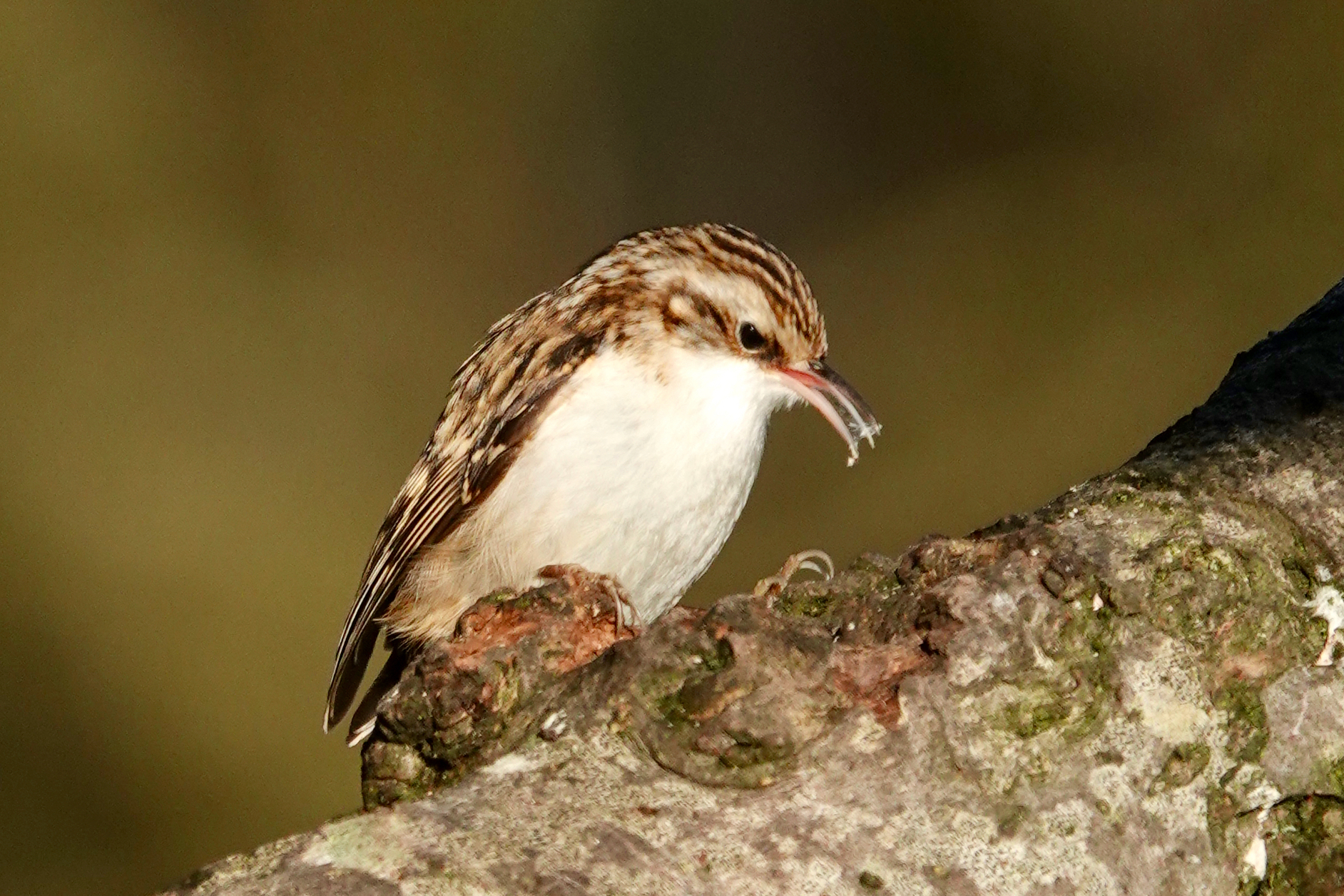 Treecreeper lit by low sun with food in its bill