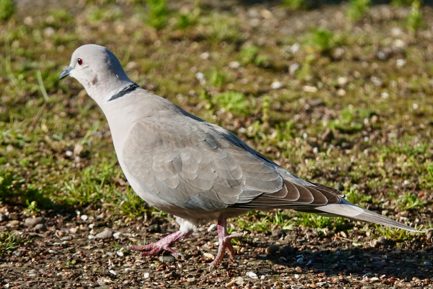 A Collared Dove on a fence