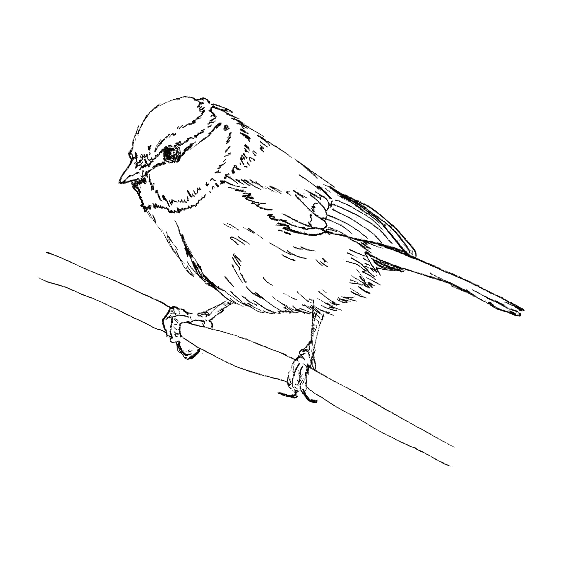 Blue Tit line drawing