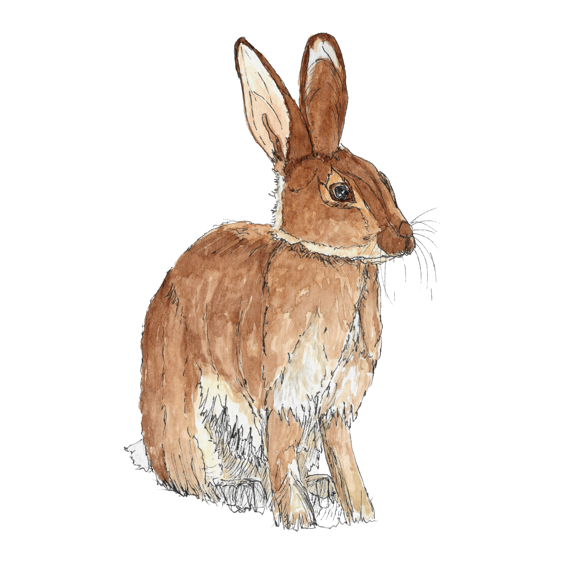 Watercolour illustration of a hare
