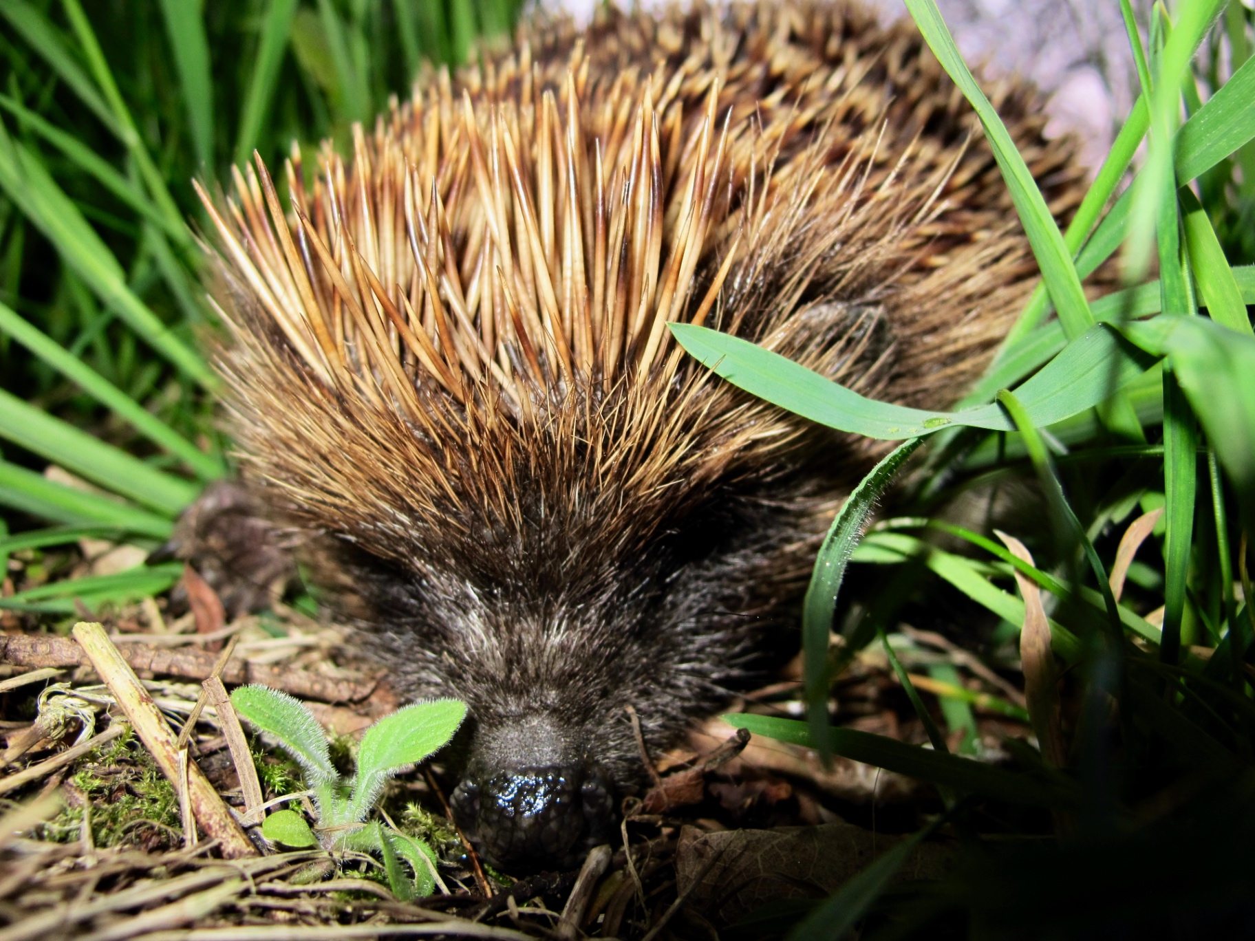 A hedgehog at ground level among grass and leaf litter