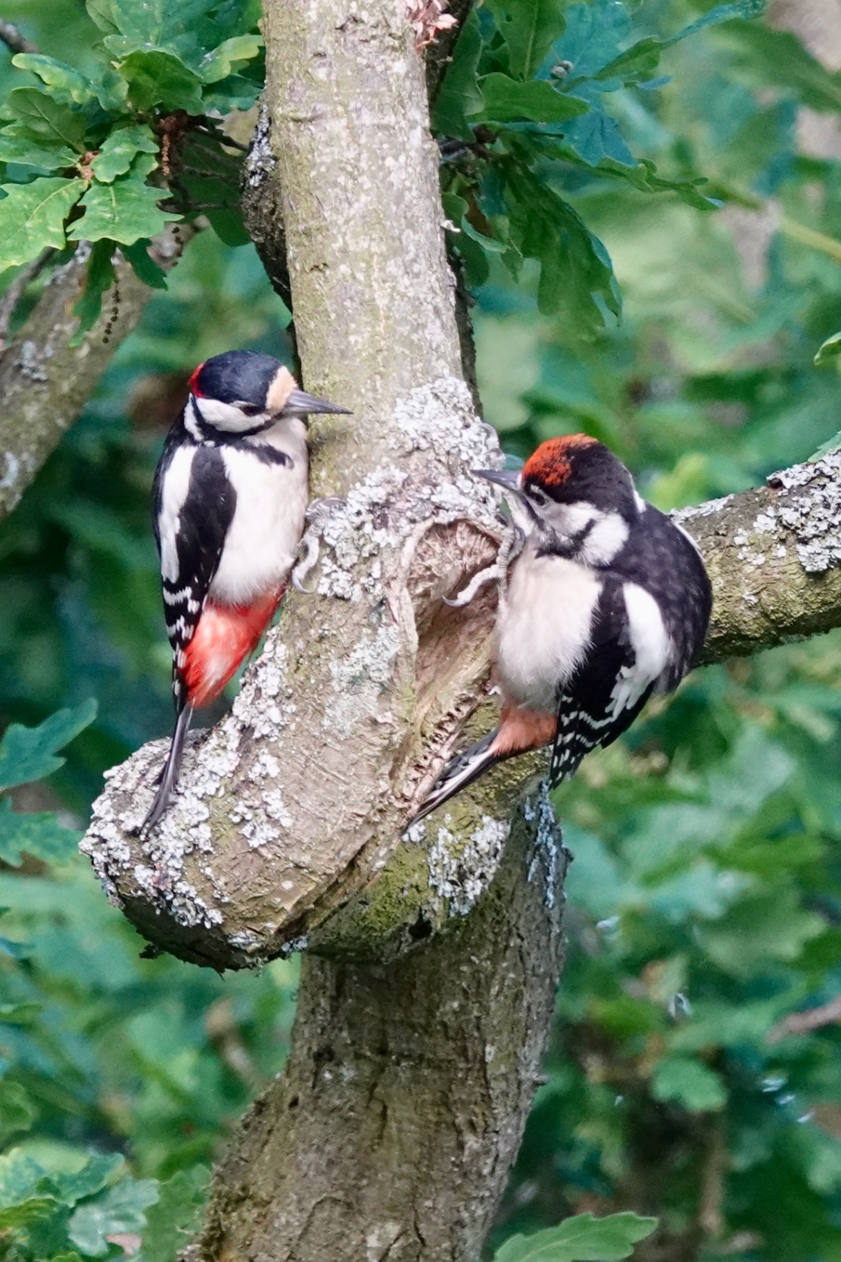 Male and juvenile Great Spotted Woodpecker beside an oak nest cavity
