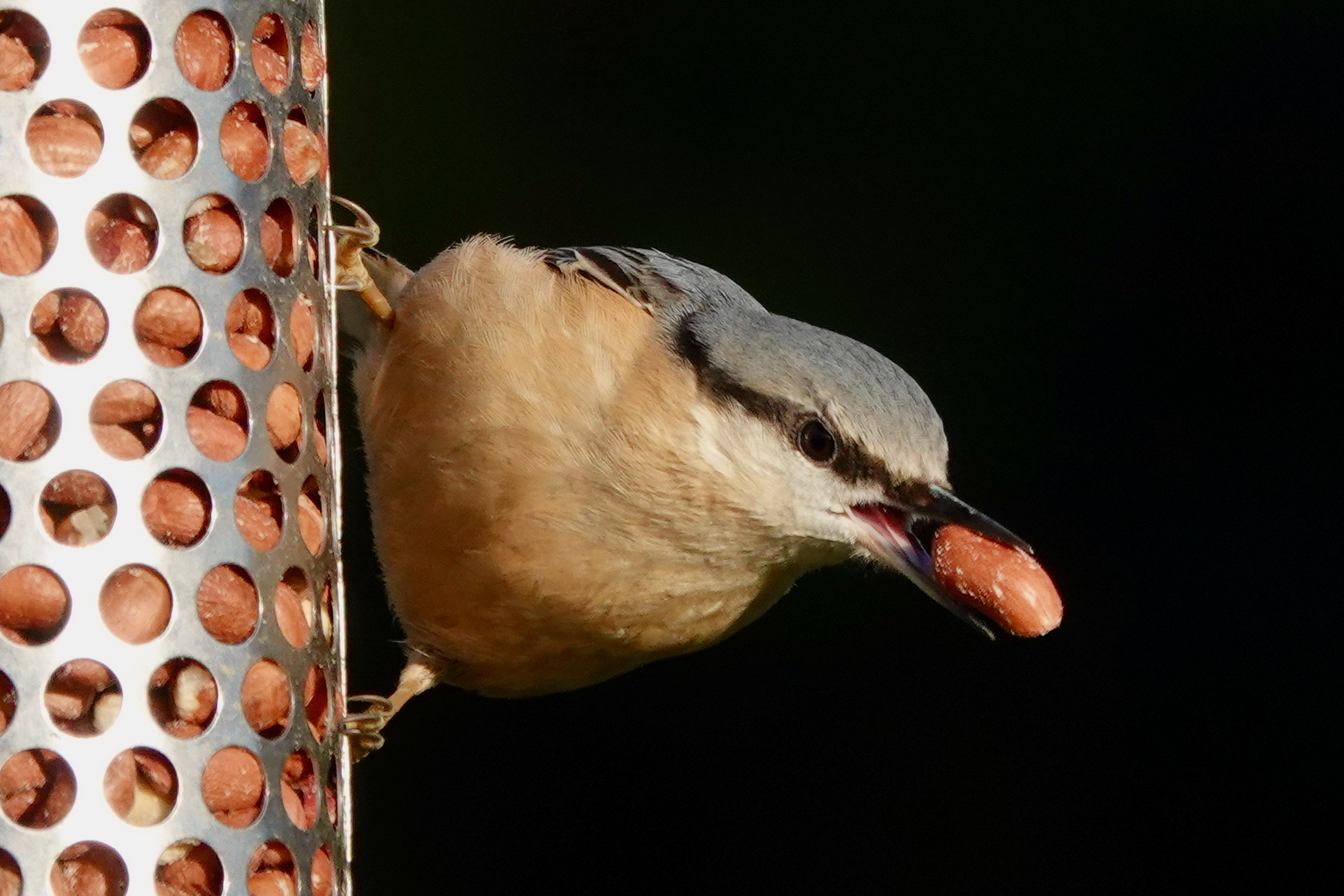A Nuthatch clinging to a metal peanut feeder with a peanut in its beak