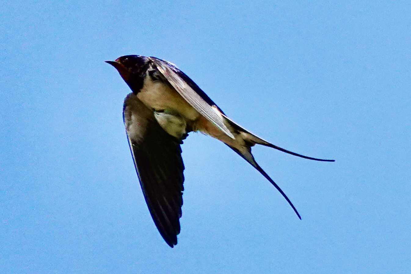 Swallow in flight against a blue sky