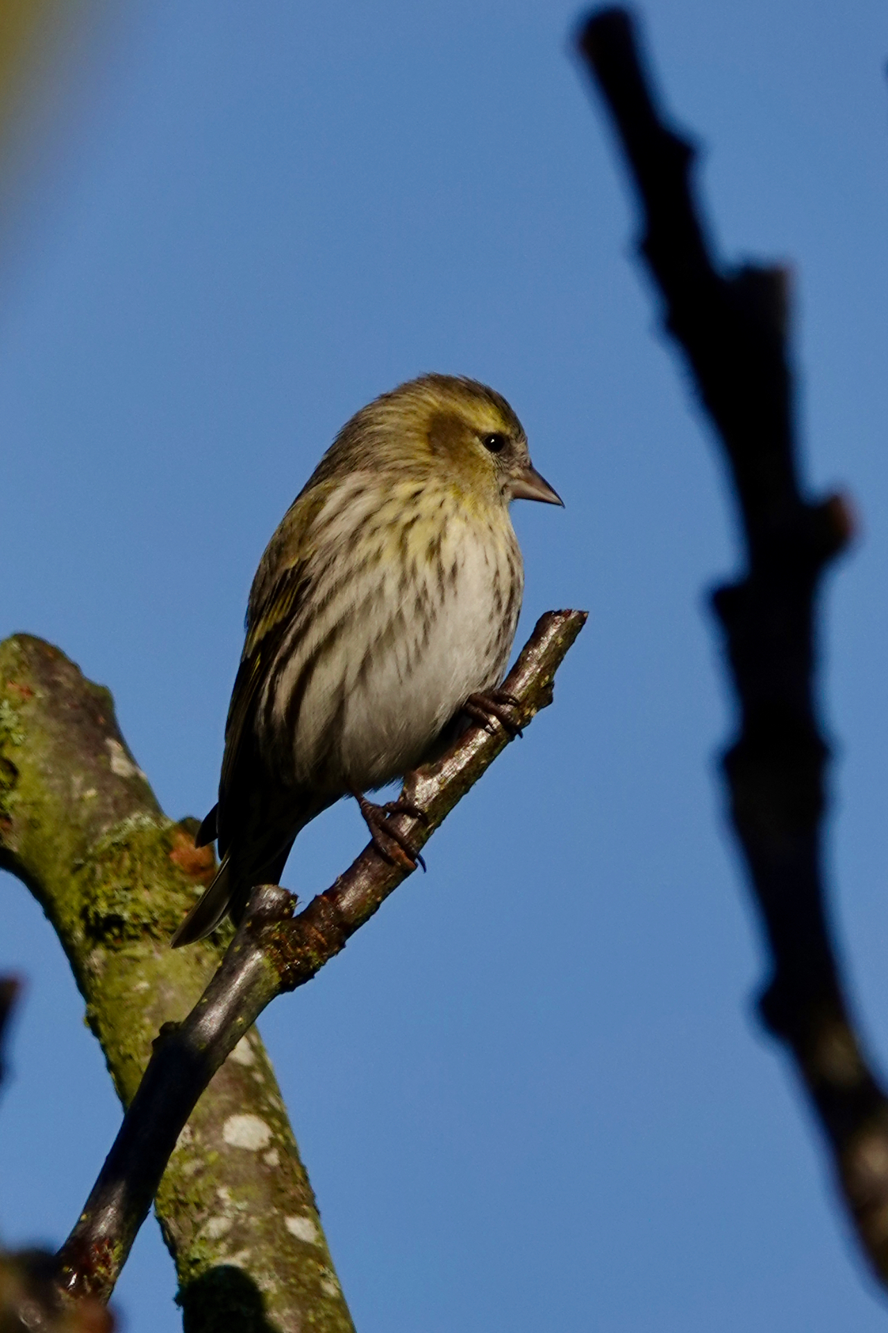 Redpoll in side profile on a bare branch