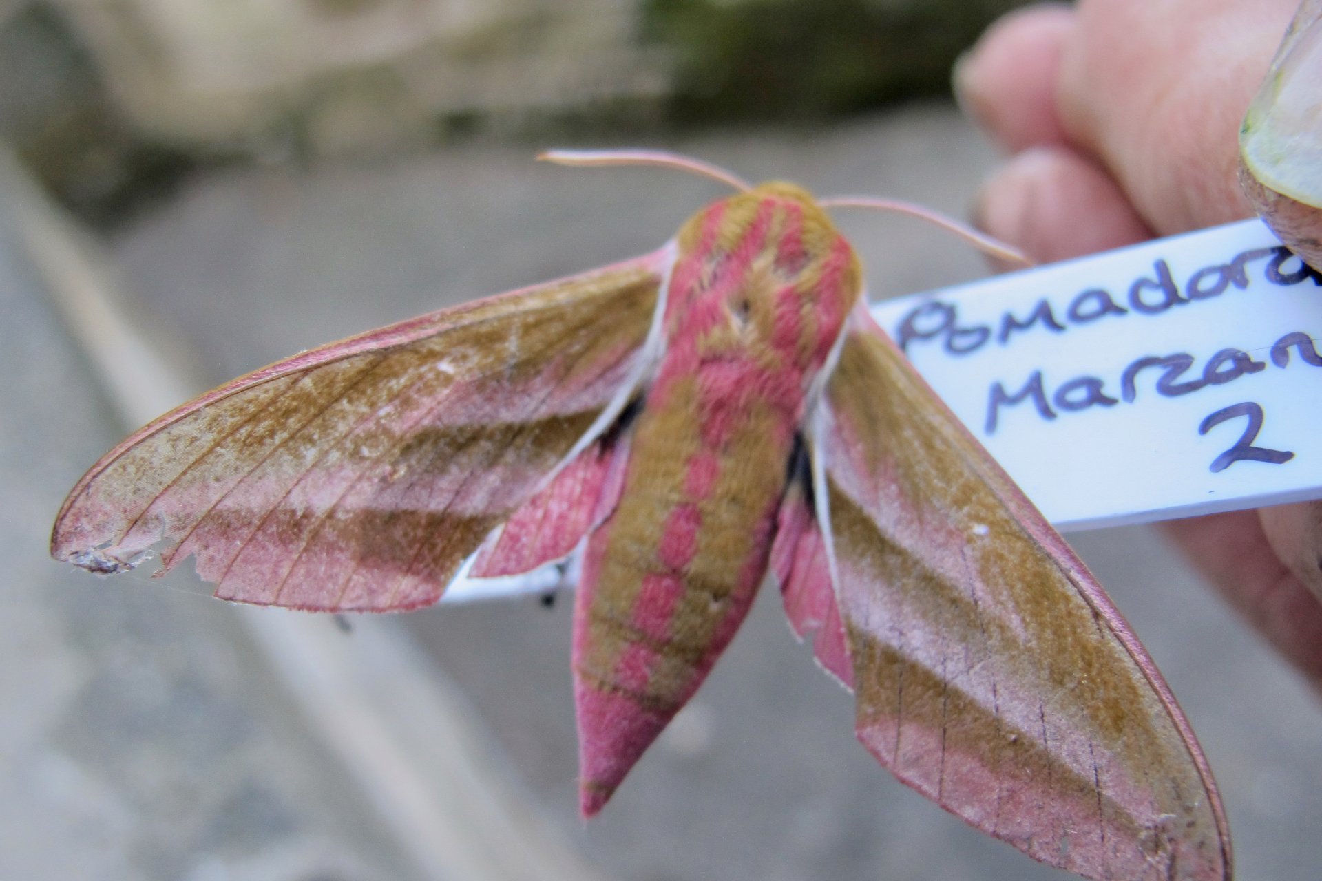 An Elephant Hawk Moth with pink and olive-green wings held in a hand beside a labelled specimen tag