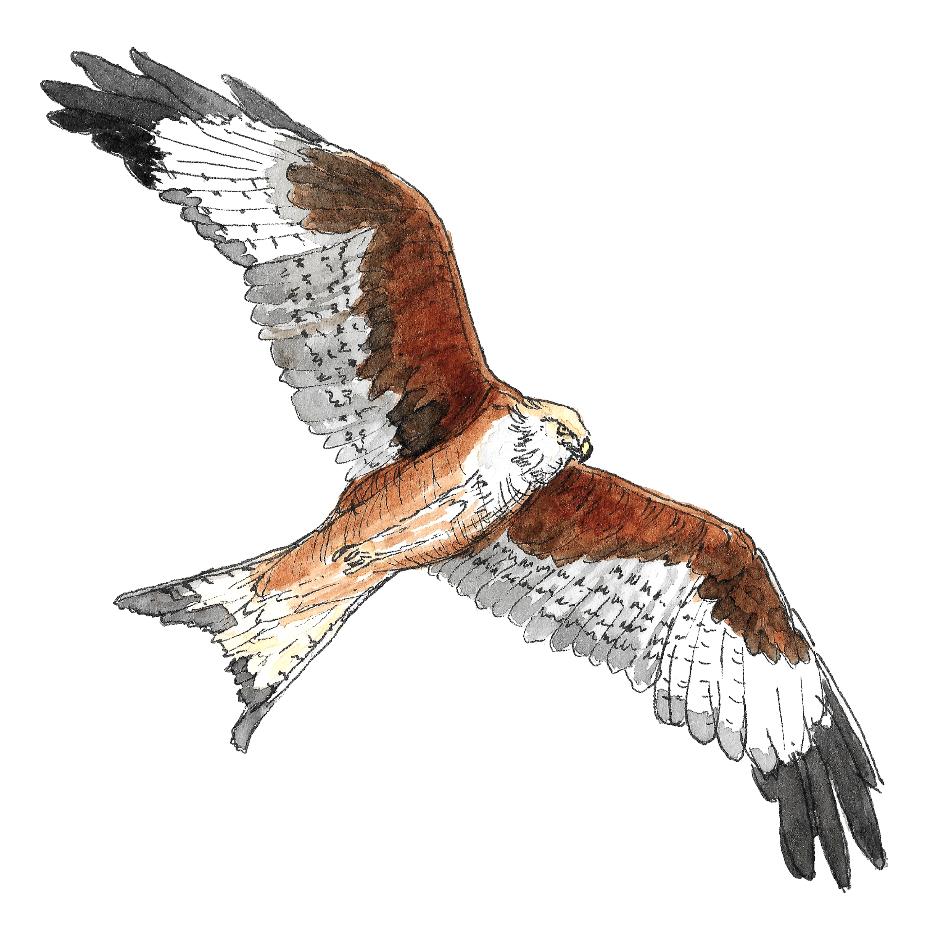 Watercolour illustration of a red kite in flight