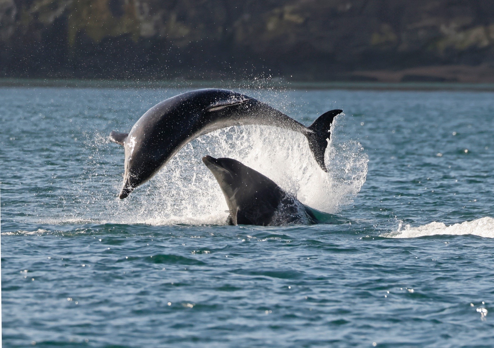 Two bottlenose dolphins breaching together