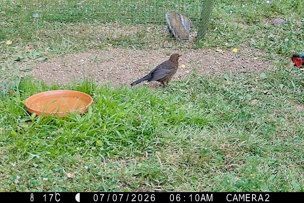 06:10 - a juvenile Blackbird works her way around the water dish. Camera 2 picks up 17°C. A quiet start to the morning.