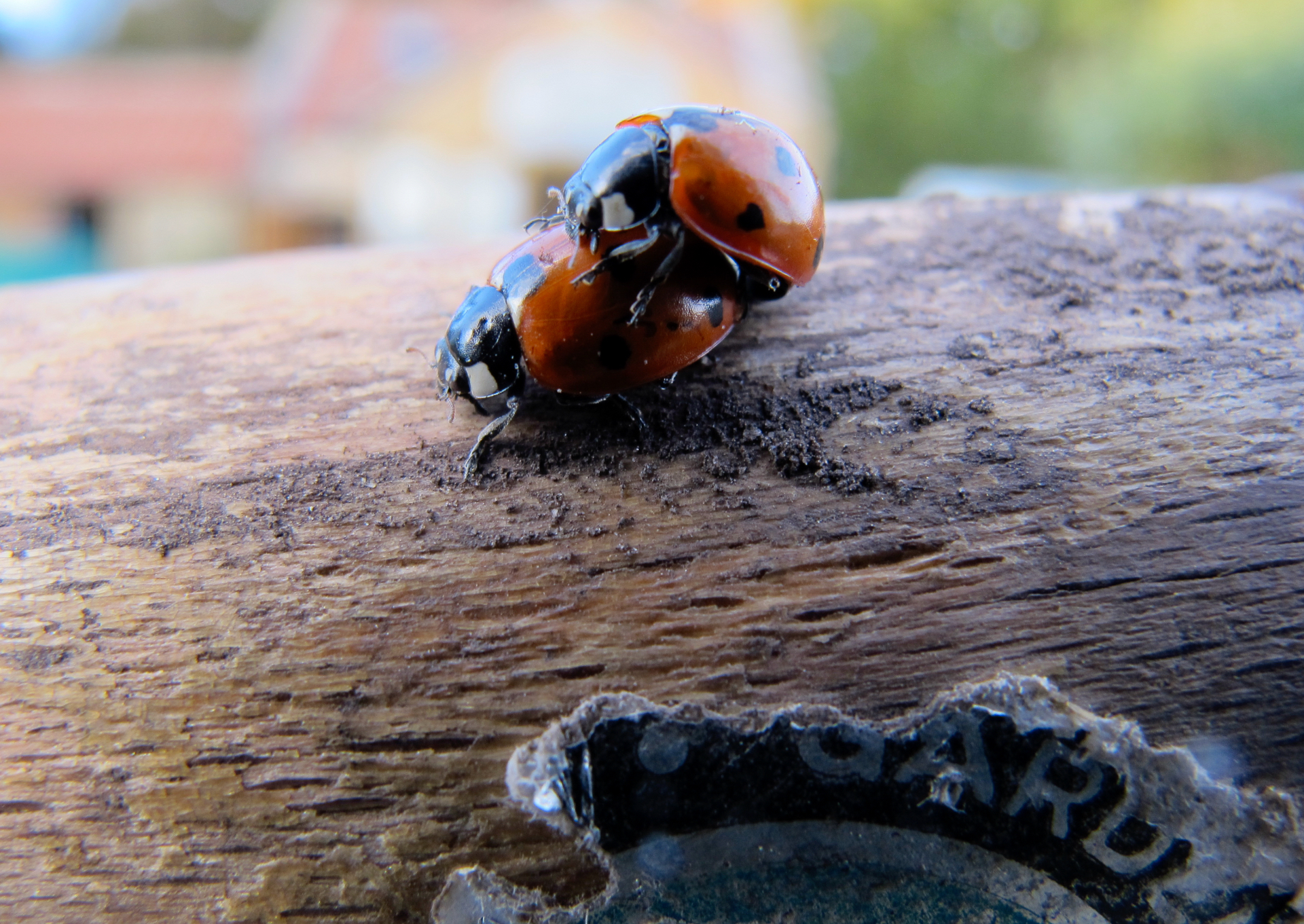 A pair of 7-spot ladybirds mating on a sun-warmed wooden post